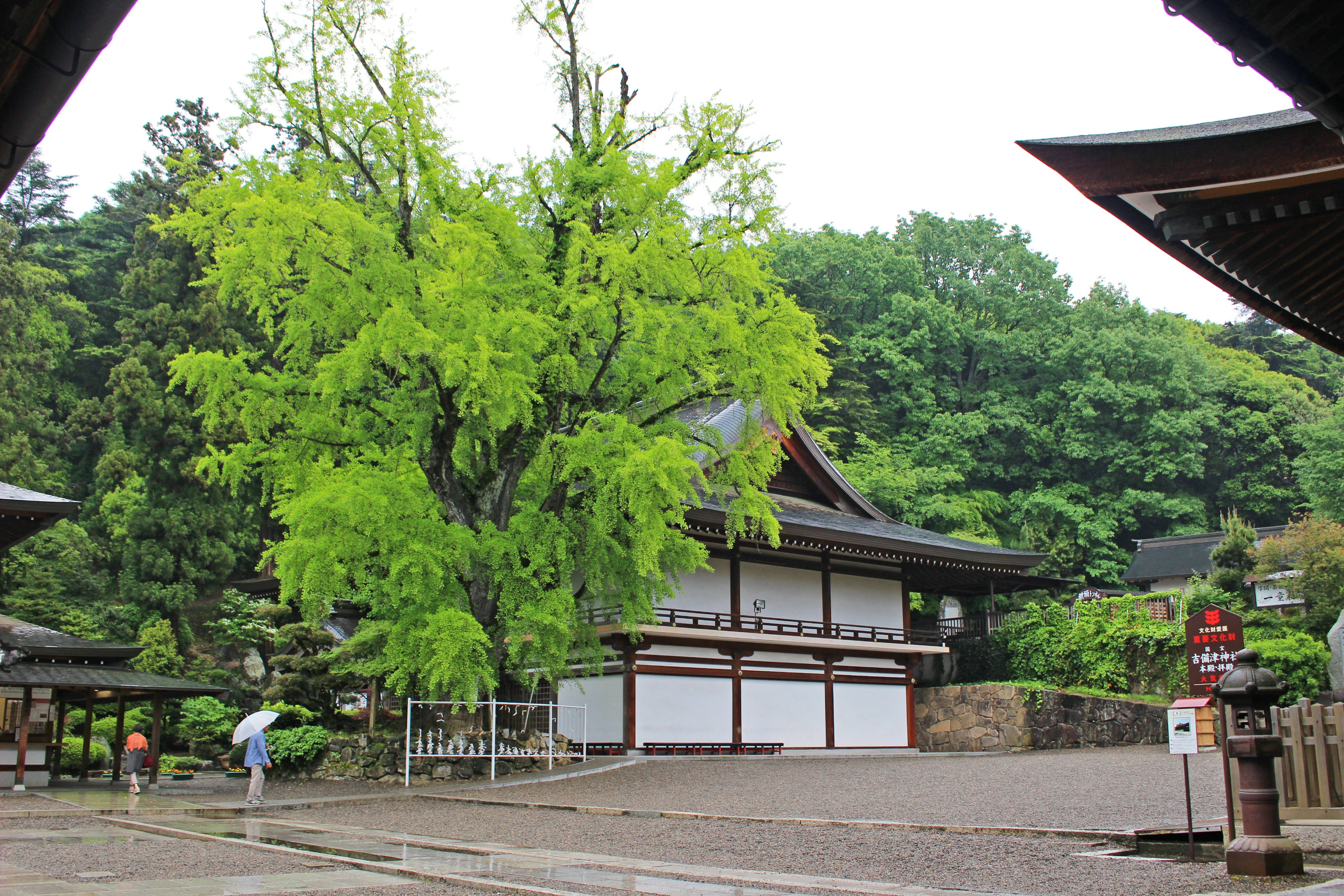 Eine ruhige Gartenszene mit einem großen grünen Baum und traditioneller Architektur