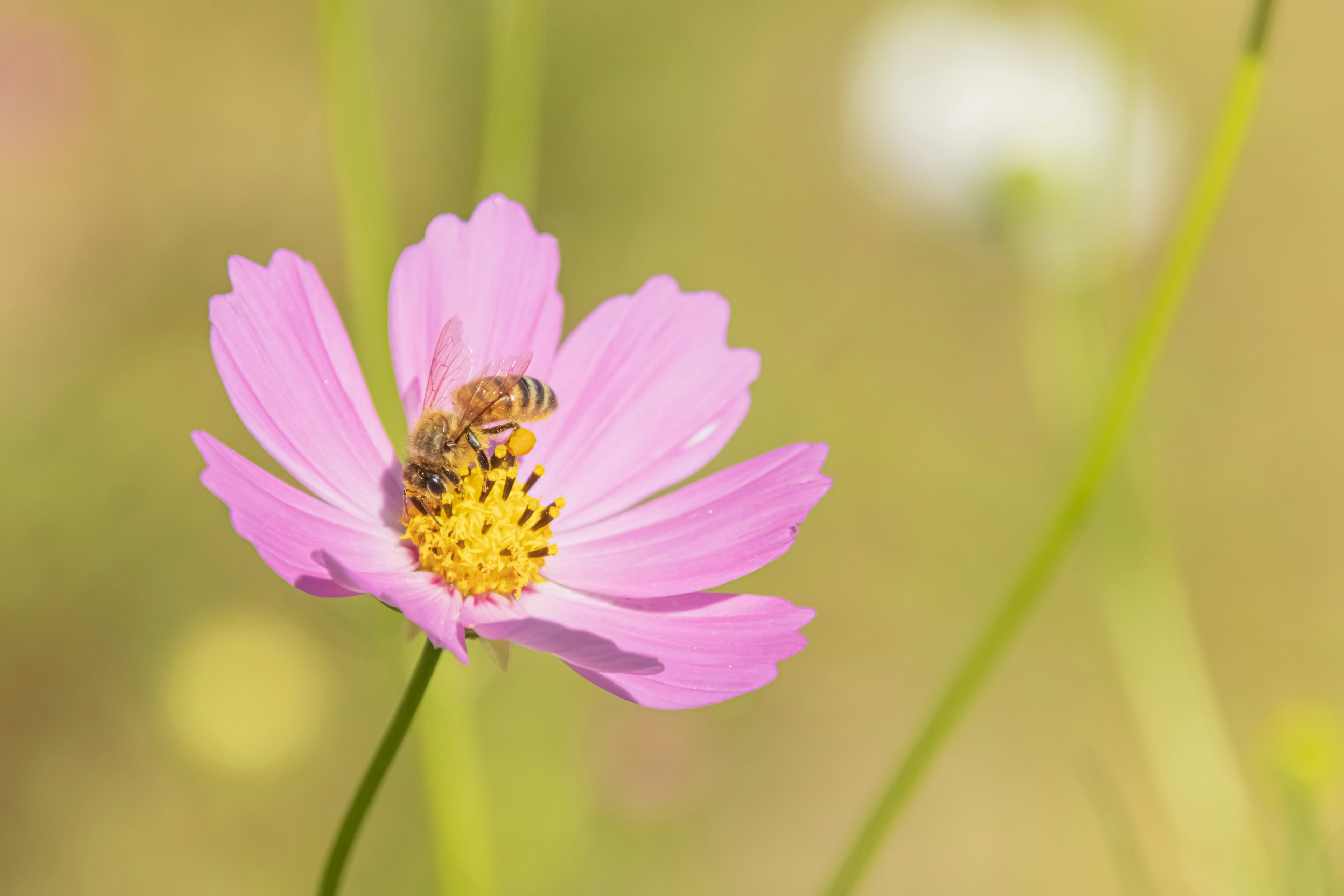 Ape su un fiore rosa con uno sfondo morbido