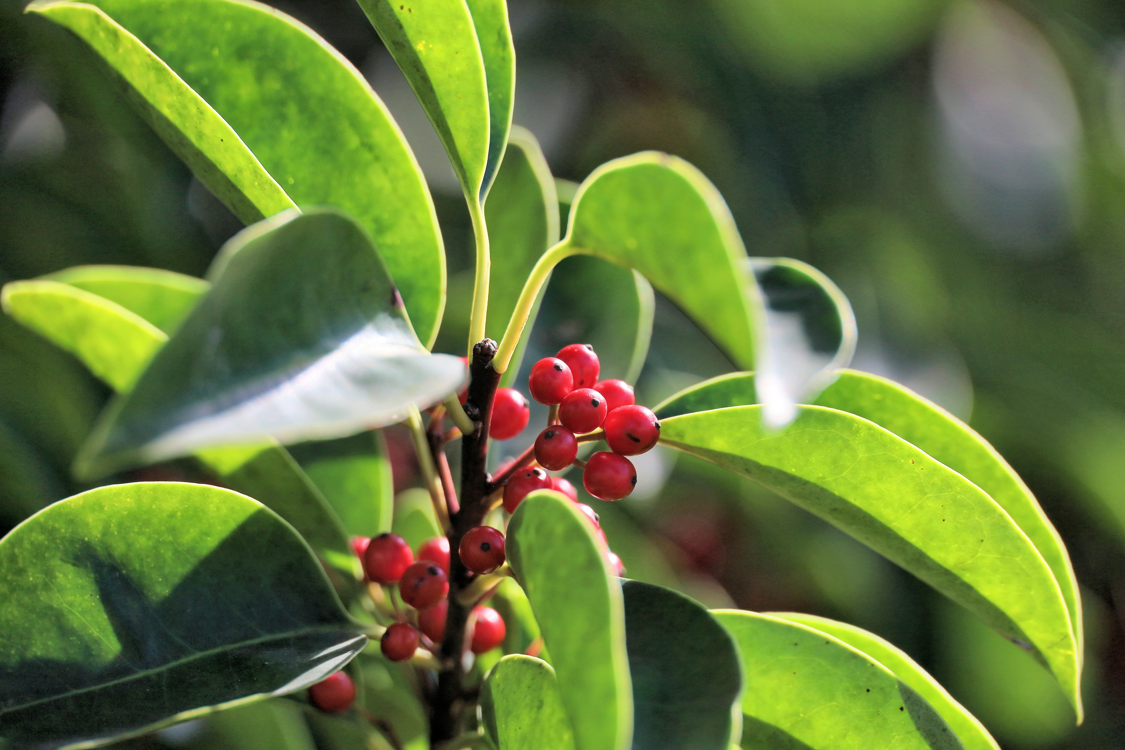 緑の葉と赤い実を持つ植物のクローズアップ