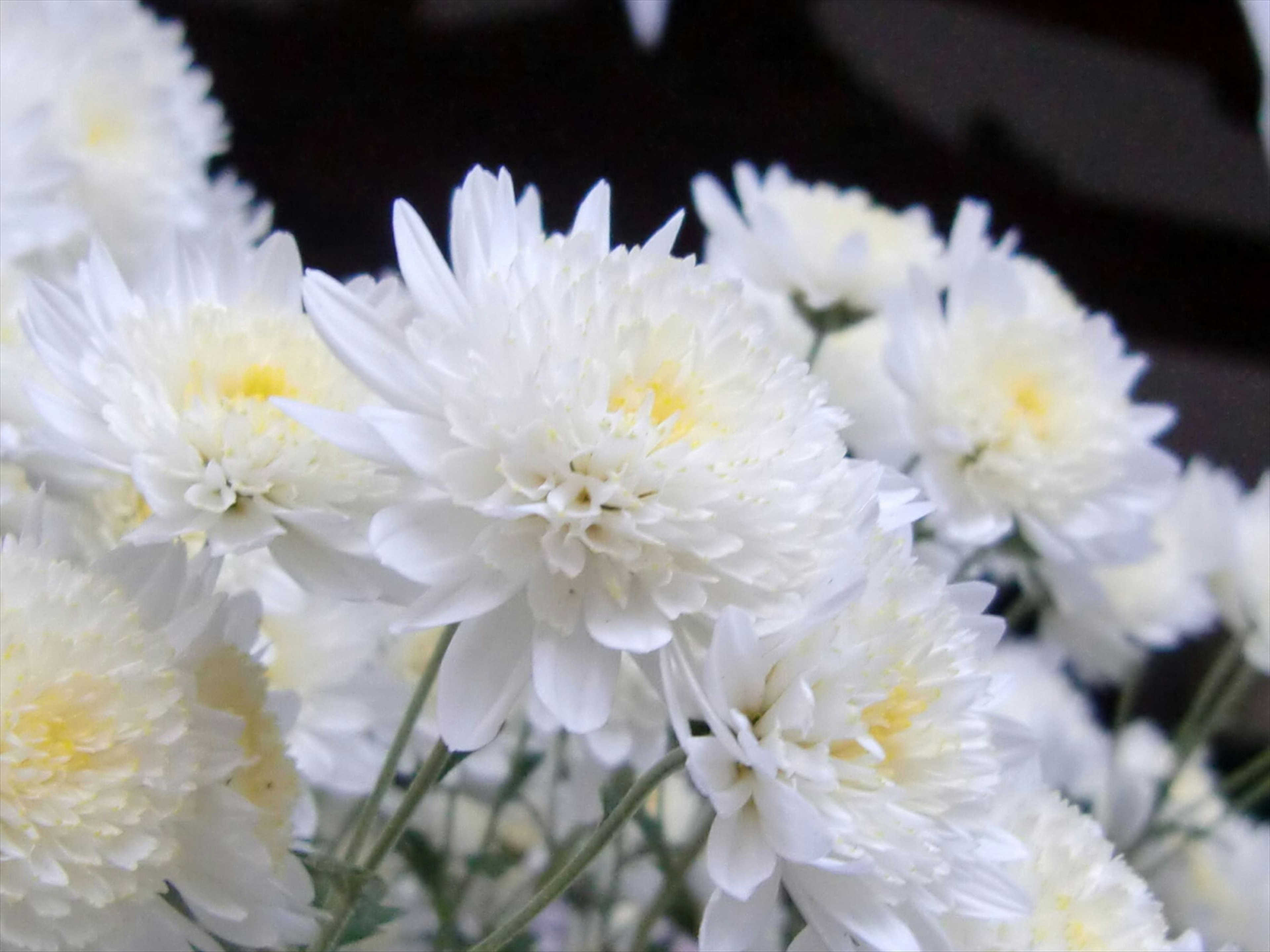 Gruppo di fiori bianchi con centri gialli