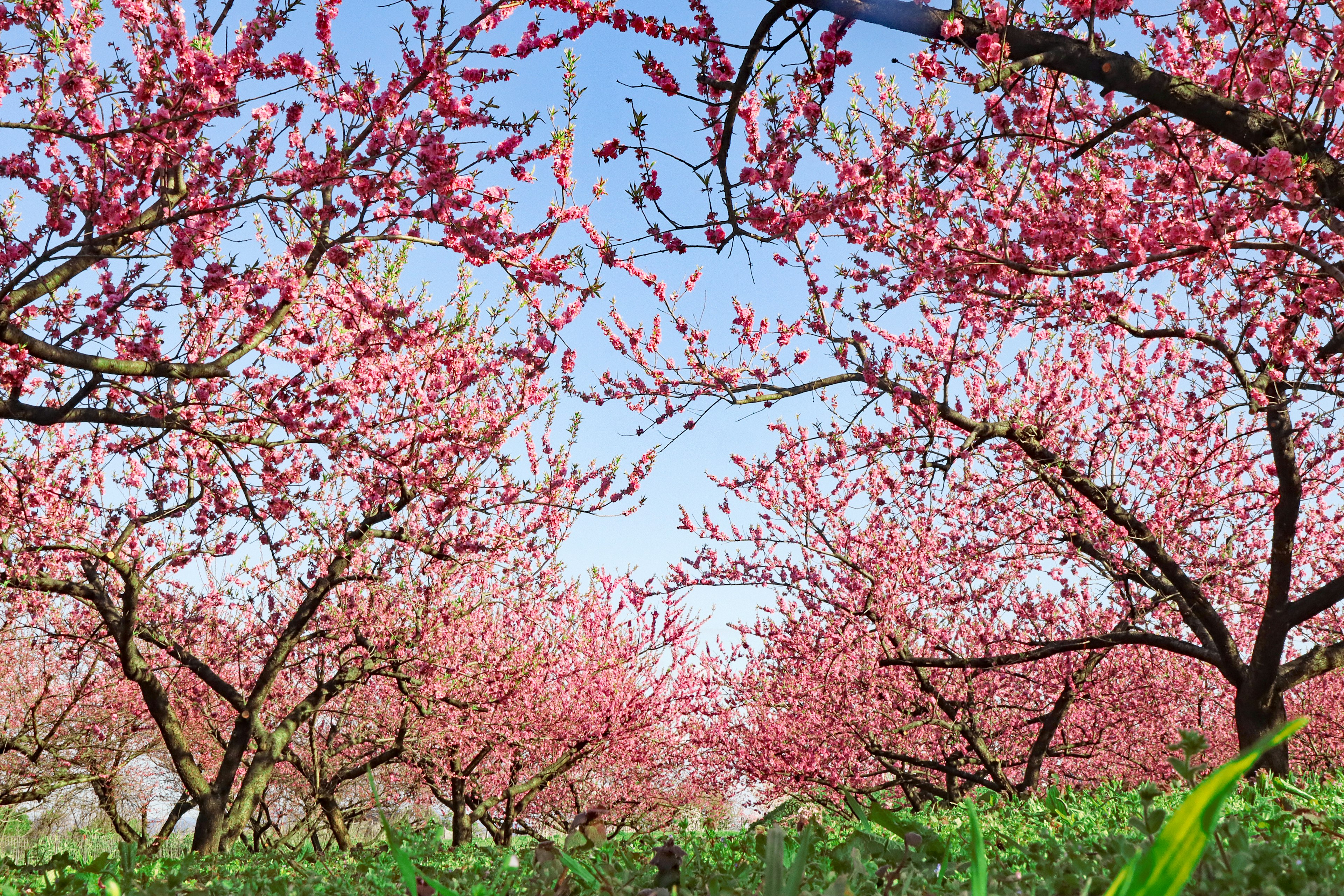 Hermoso paisaje de árboles de cerezo en flor