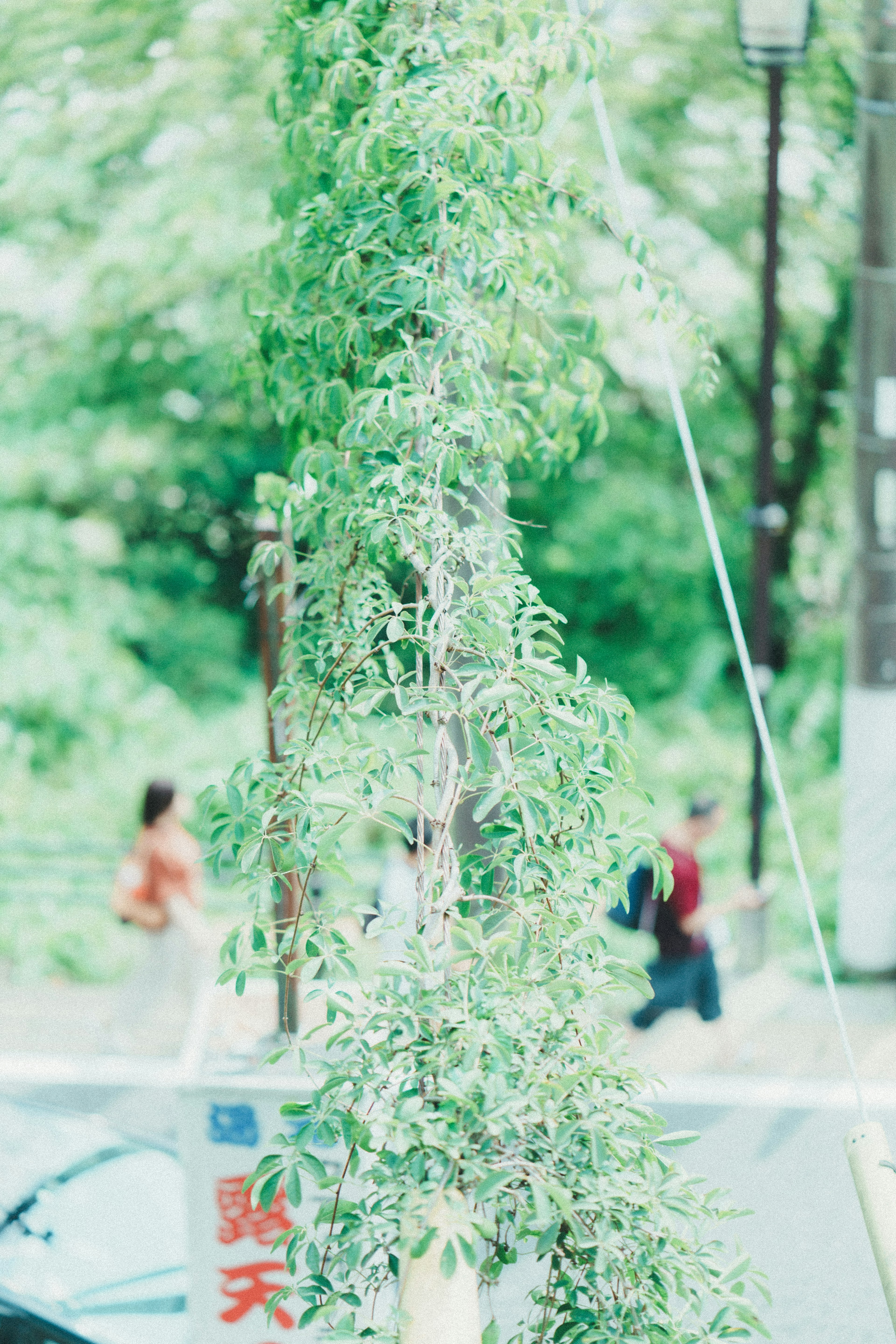 A scene with lush green leaves on a tree and people walking nearby