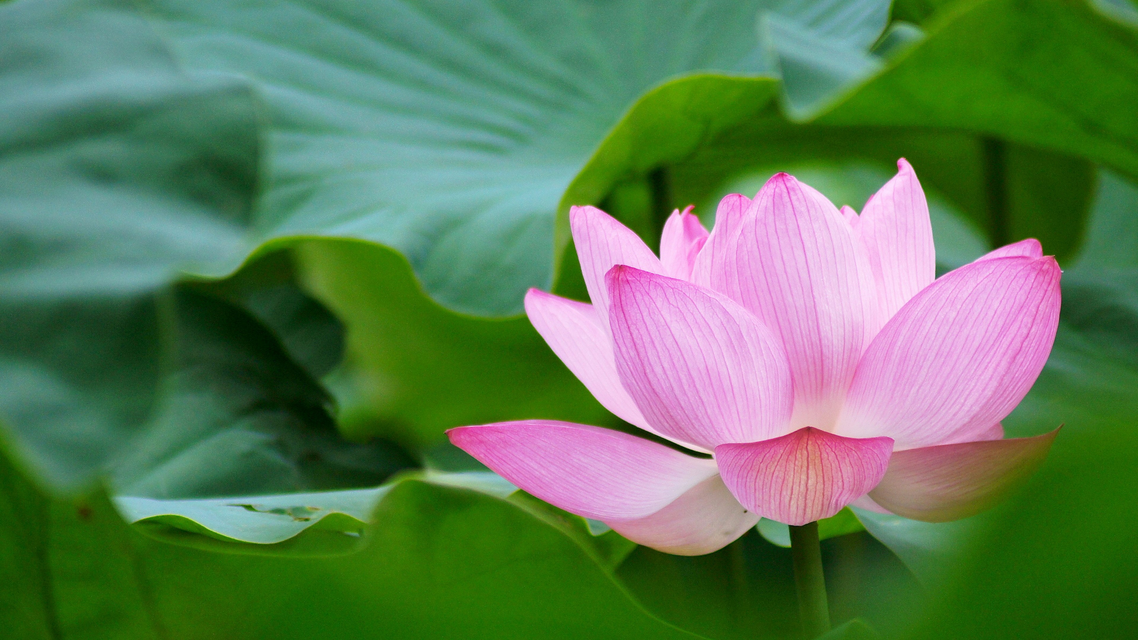 Beautiful pink lotus flower with green leaves