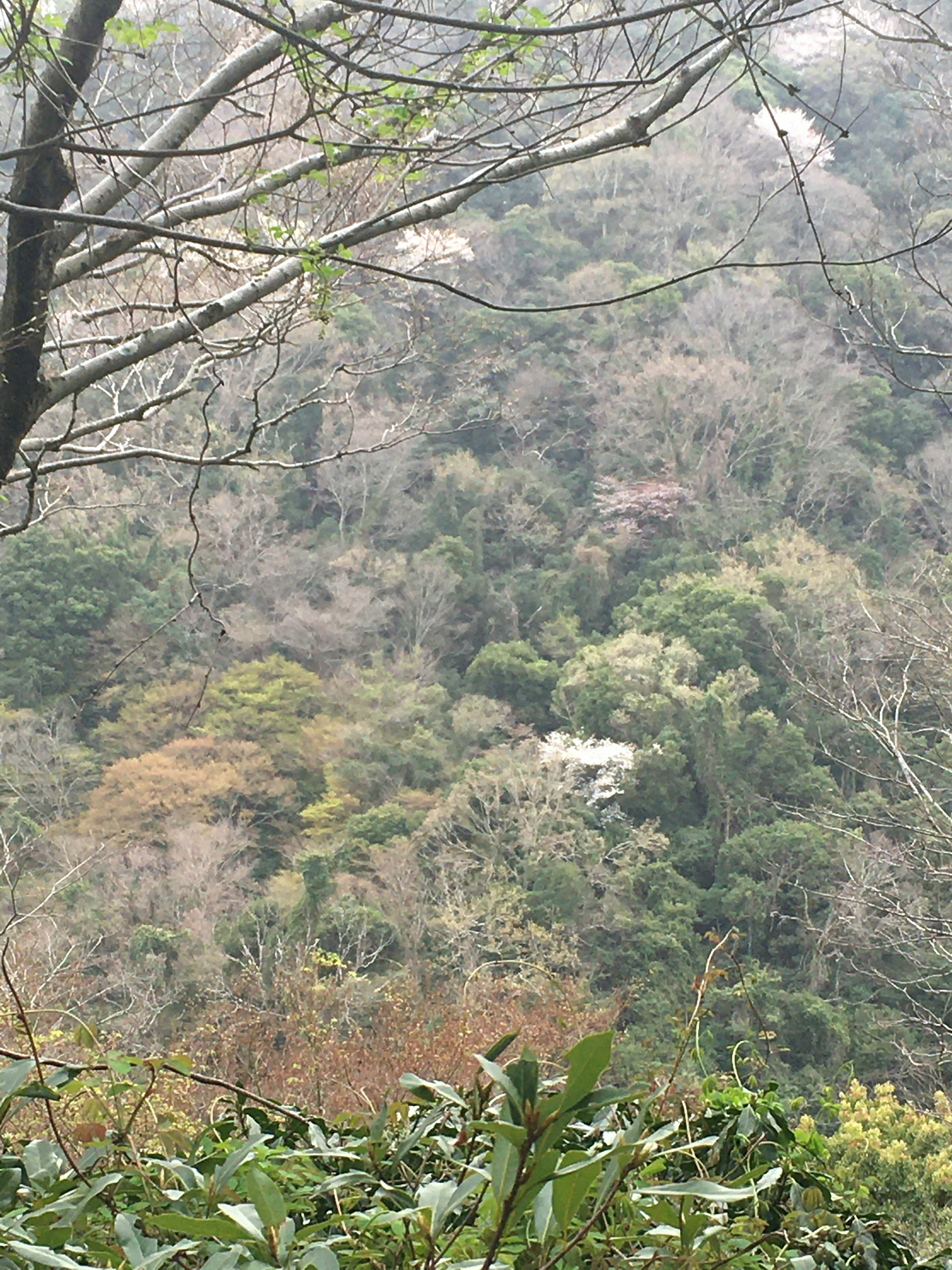 緑豊かな森林の風景、冬の枯れ木と新緑のコントラスト