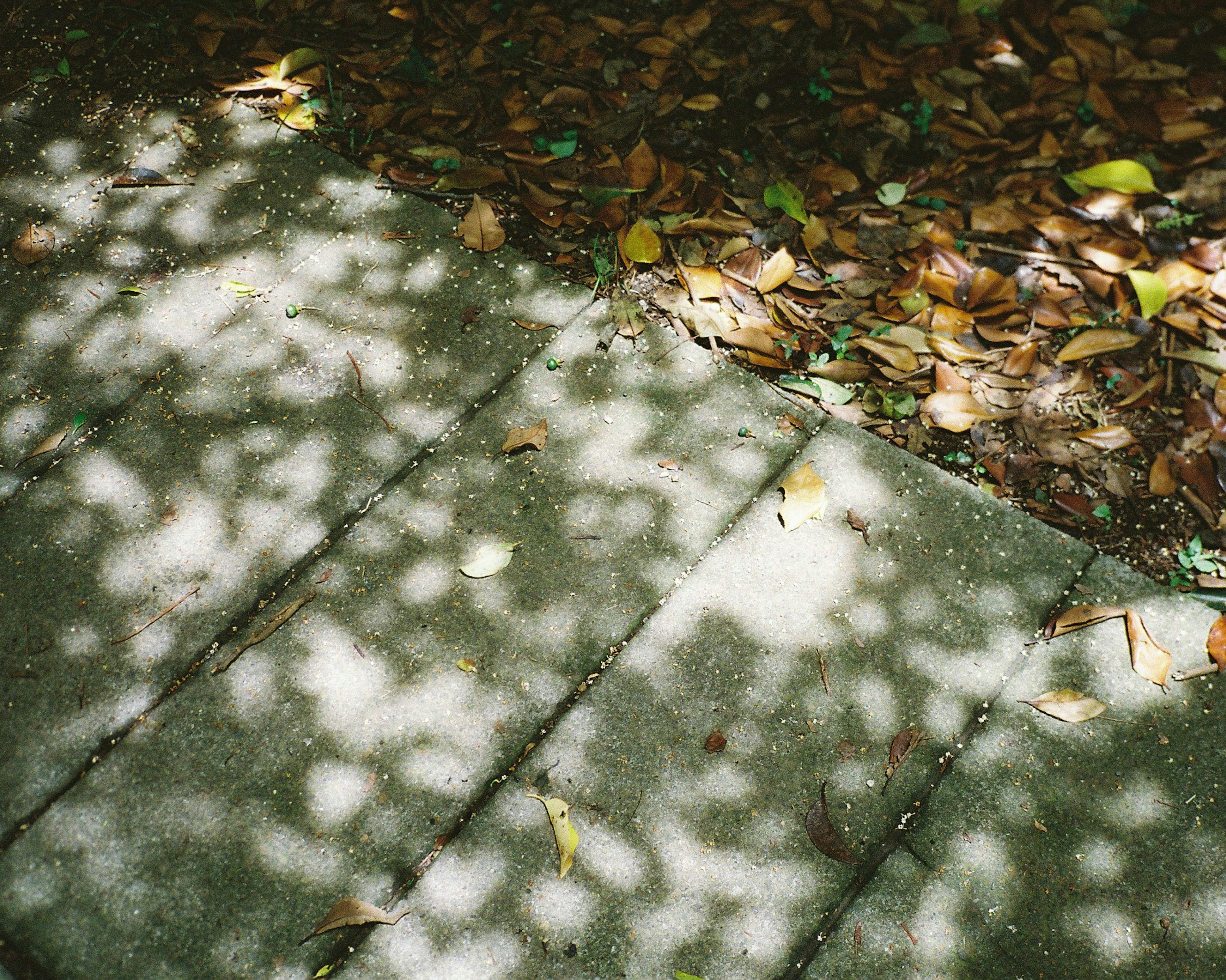 Allée en béton avec ombres de feuilles et feuilles tombées