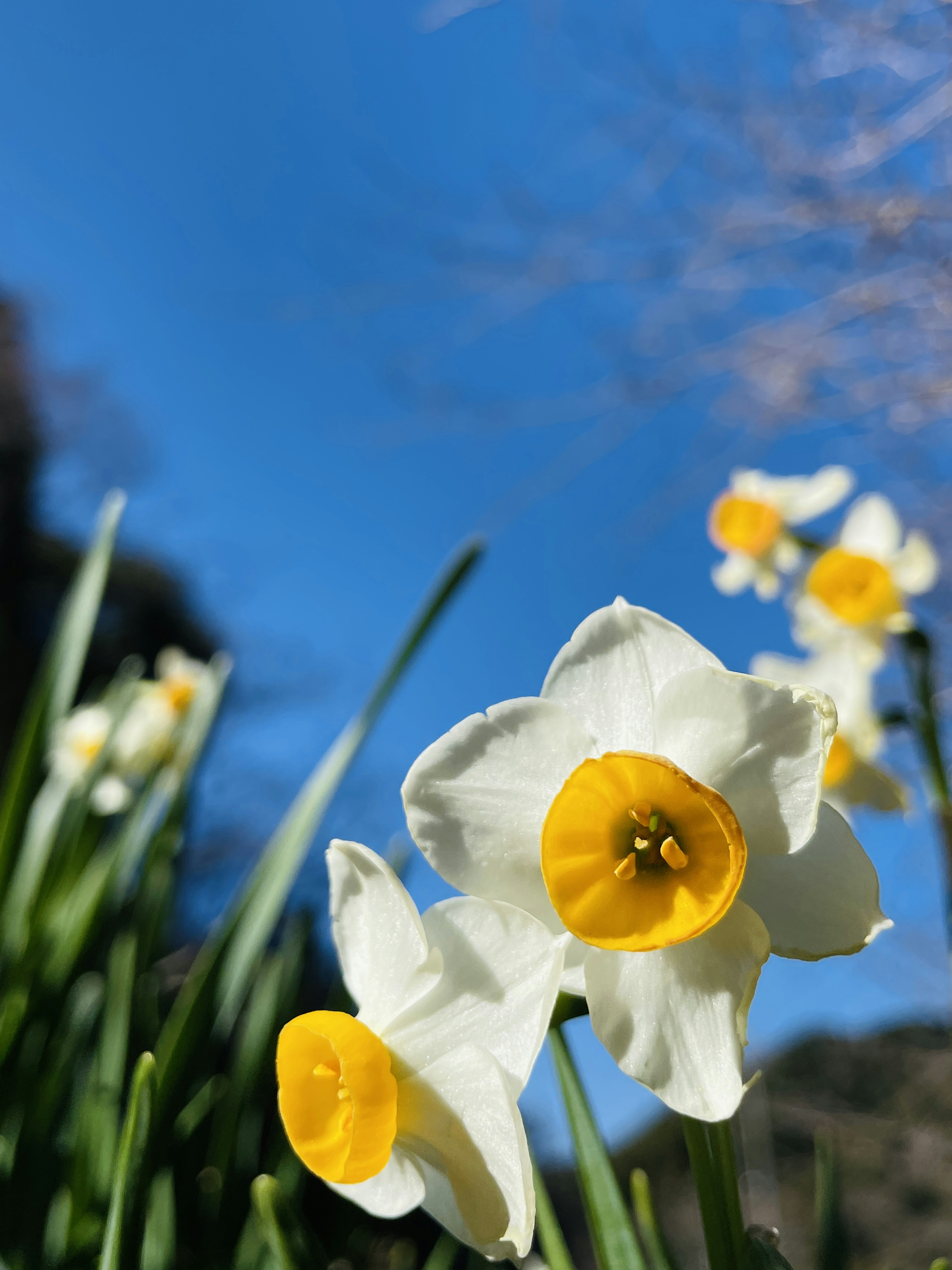 Weiße Narzissenblüten mit gelben Mittelpunkten blühen unter einem blauen Himmel