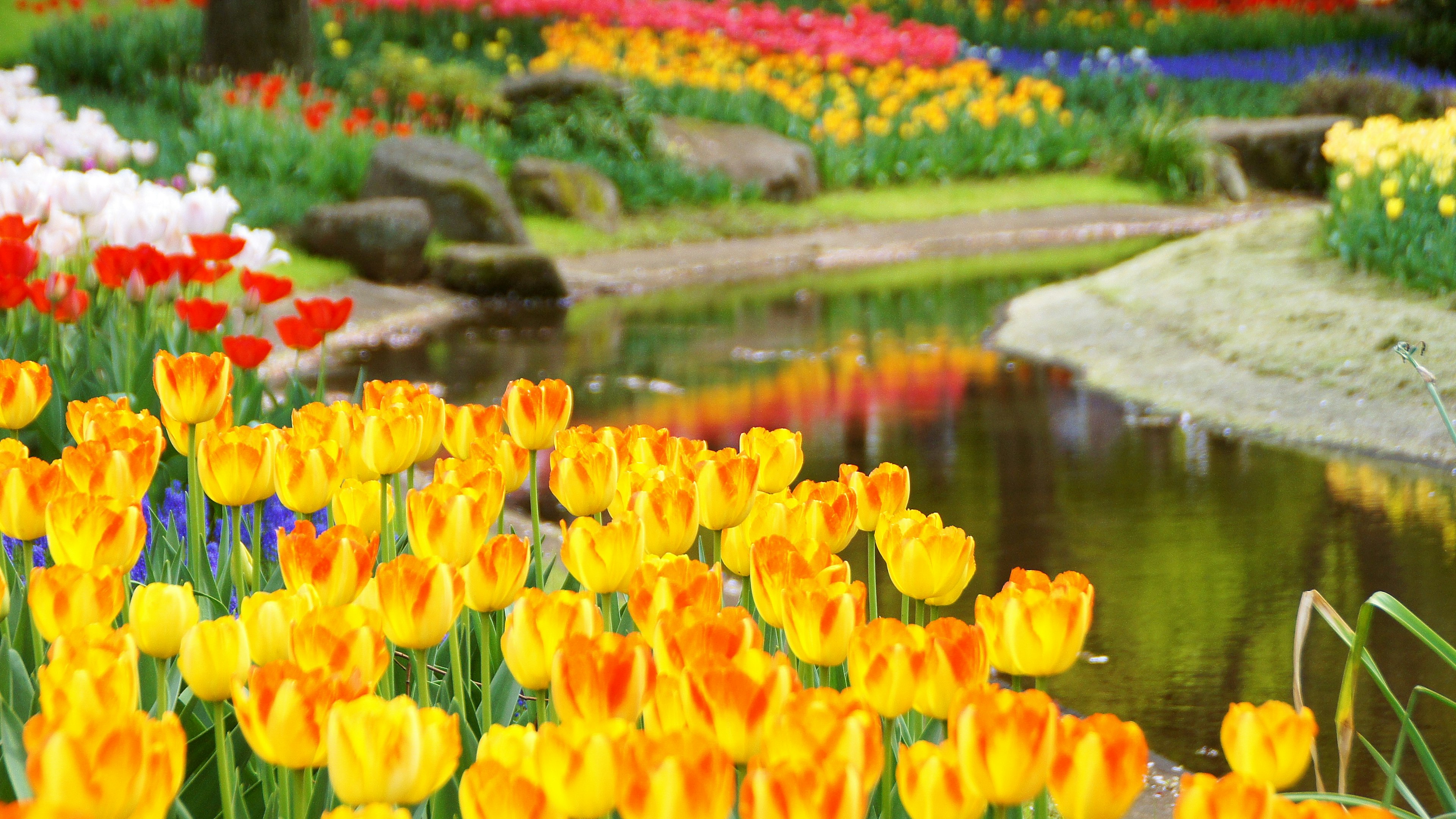 Pemandangan taman yang hidup dengan tulip kuning yang mekar di samping kolam tenang