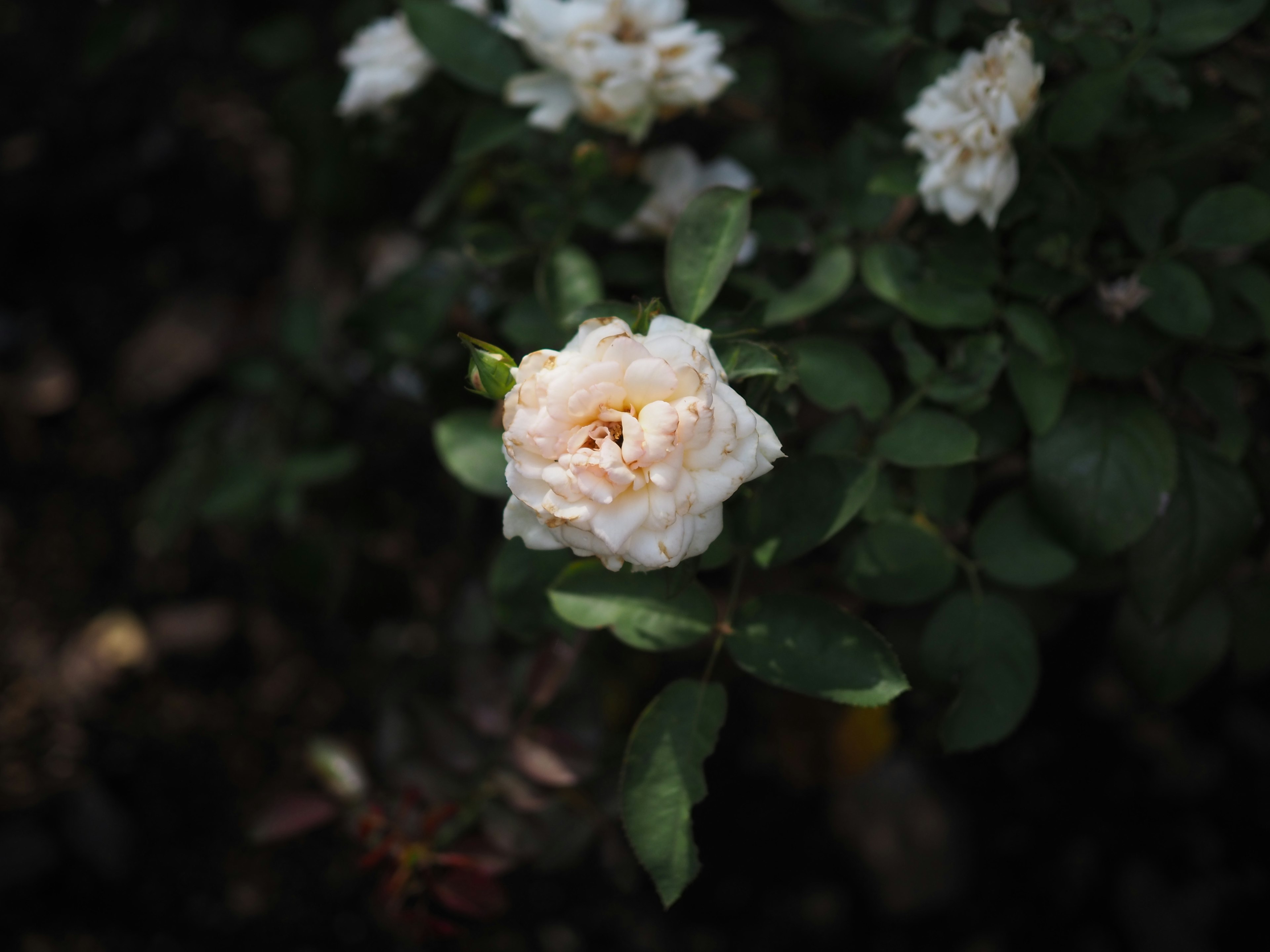 A pale pink rose surrounded by green leaves in a beautiful setting