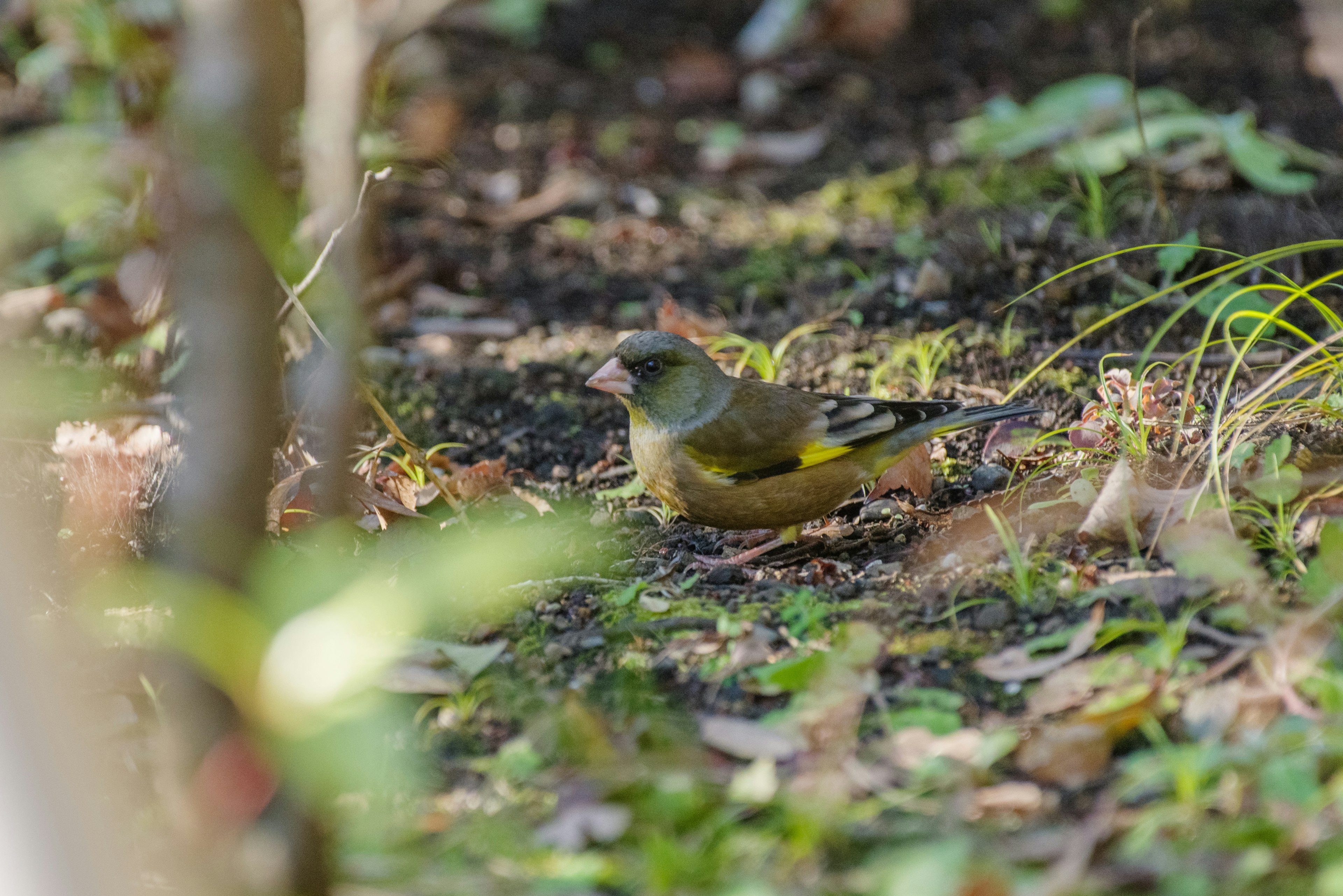 Ein grüner Vogel auf dem Boden umgeben von natürlicher Landschaft