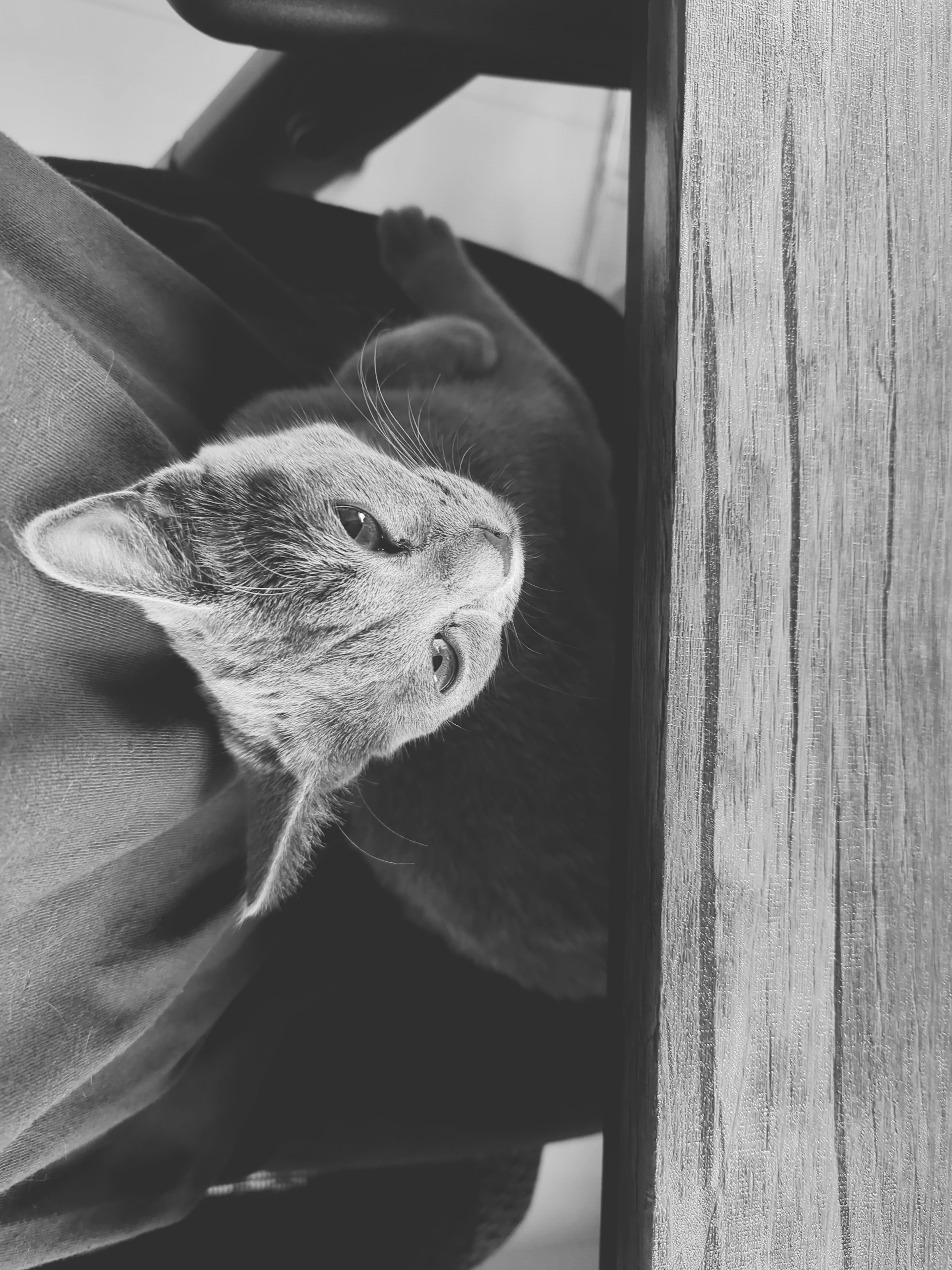 A gray cat relaxing on a table in a black and white image