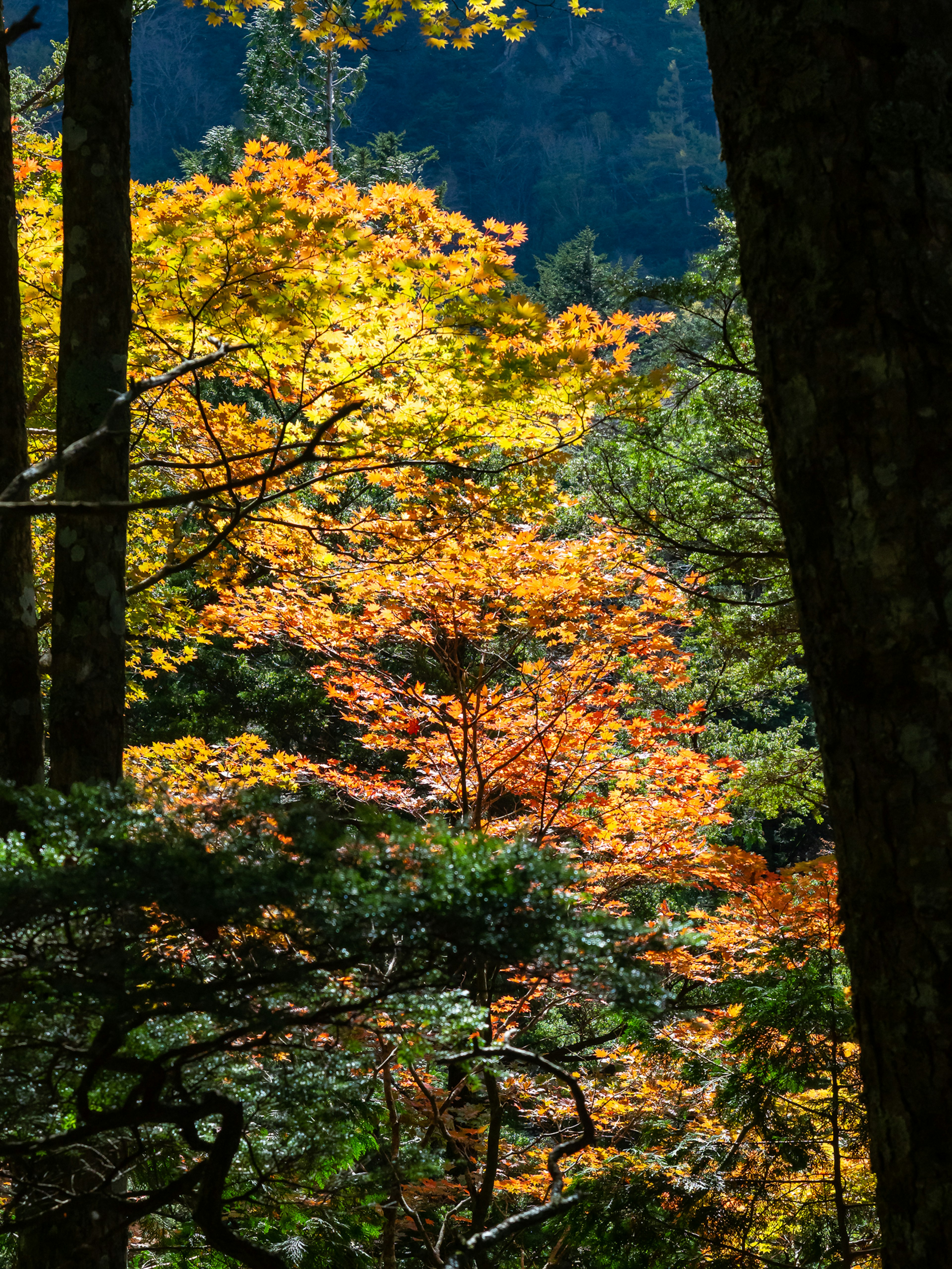 Foglie autunnali vibranti in un ambiente forestale