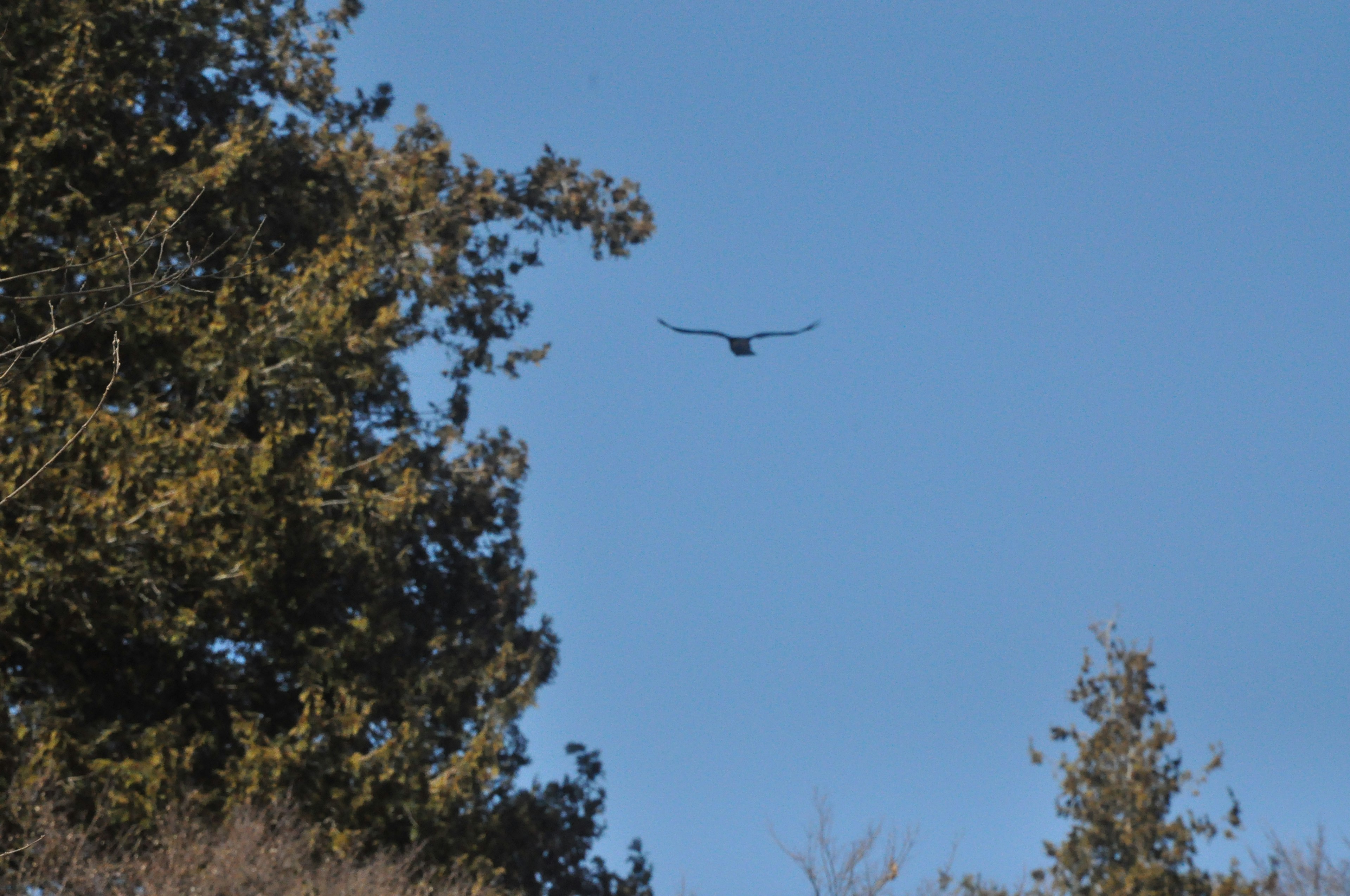 Pájaro volando contra un cielo azul con siluetas de árboles