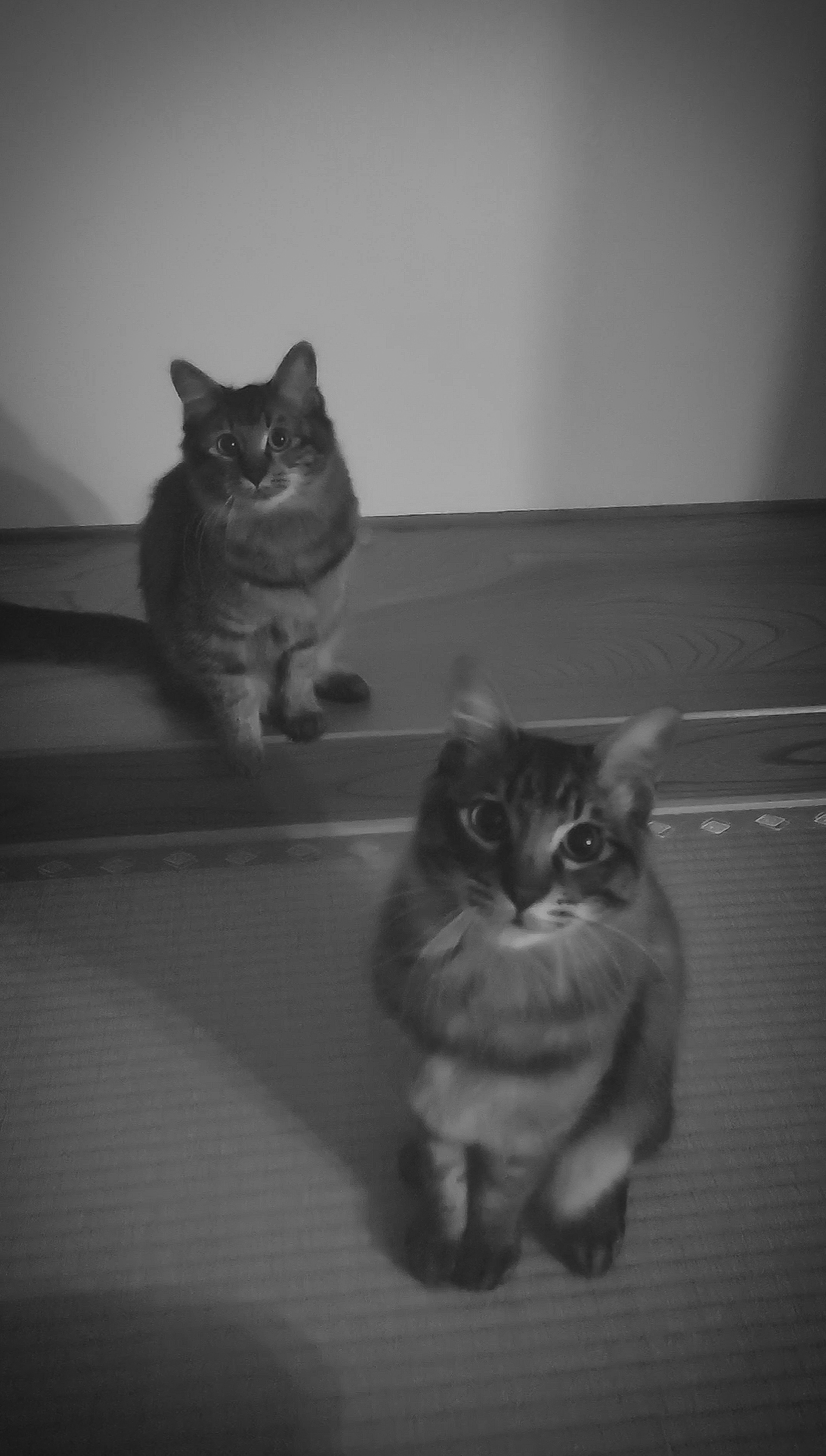 Two cats standing in black and white background