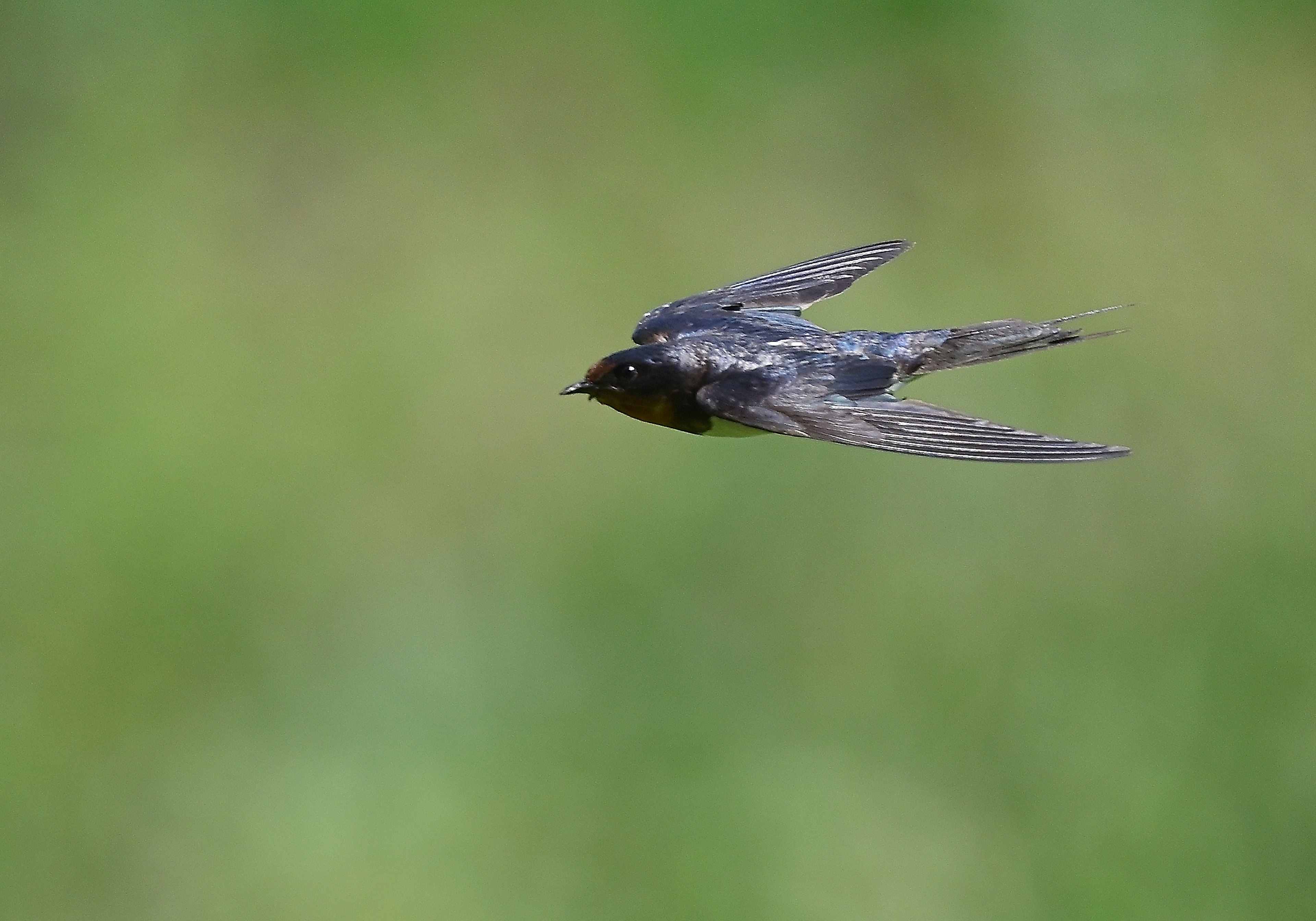 Bild eines fliegenden schwarzen Vogels vor einem lebhaften grünen Hintergrund