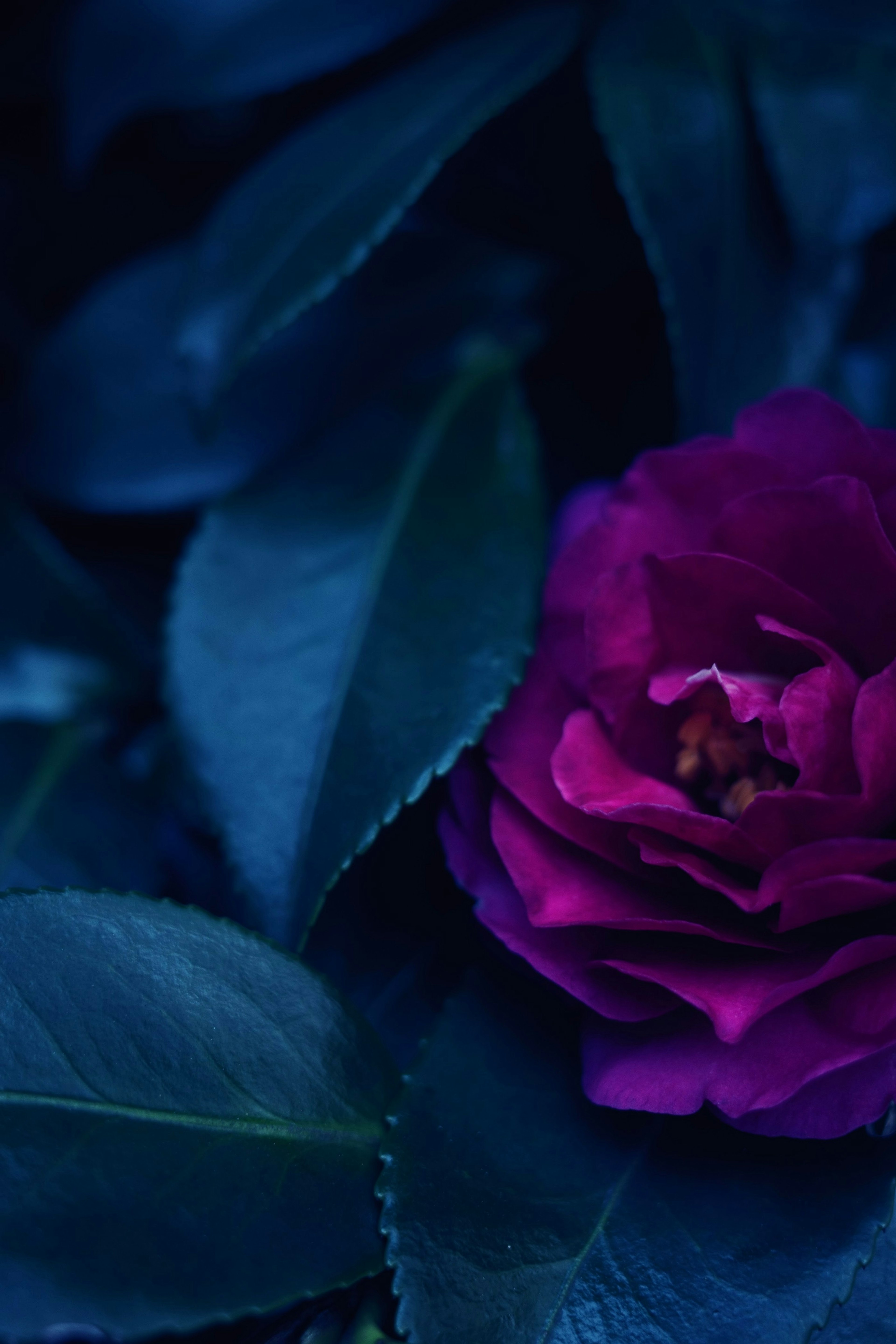 Purple rose flower nestled among dark green leaves