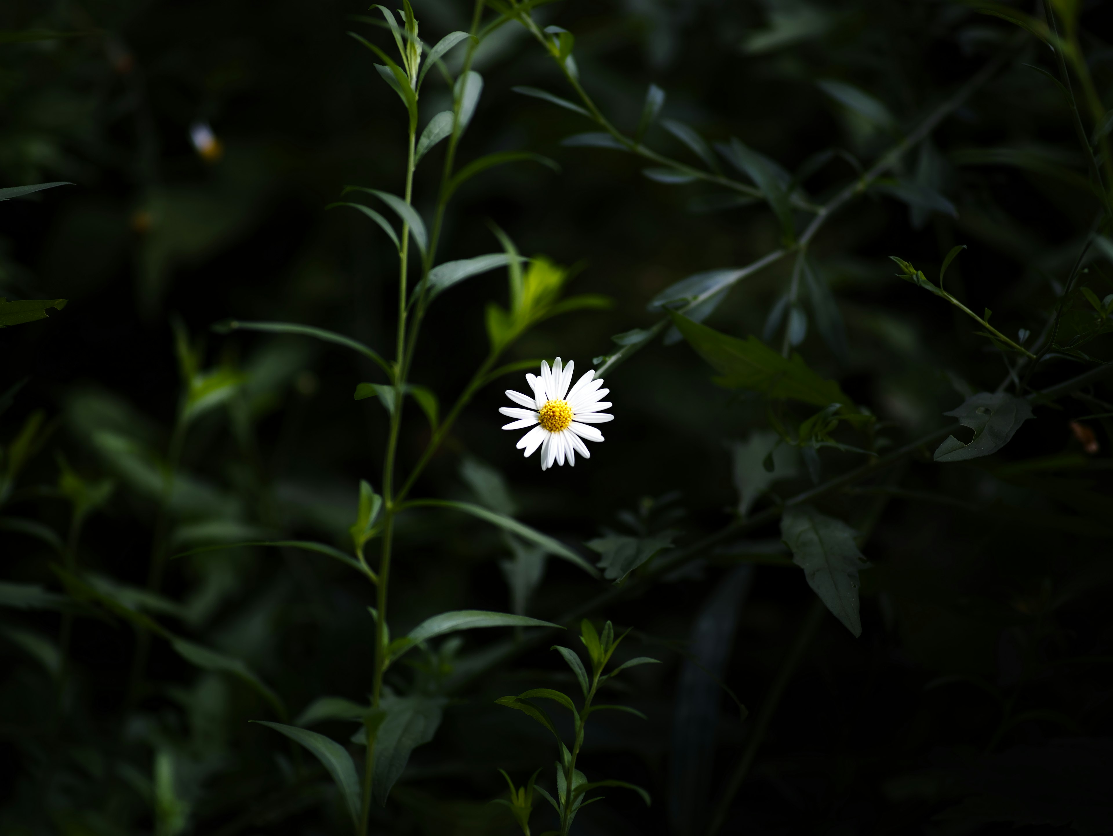 一朵白色花朵环绕在深绿色的叶子中