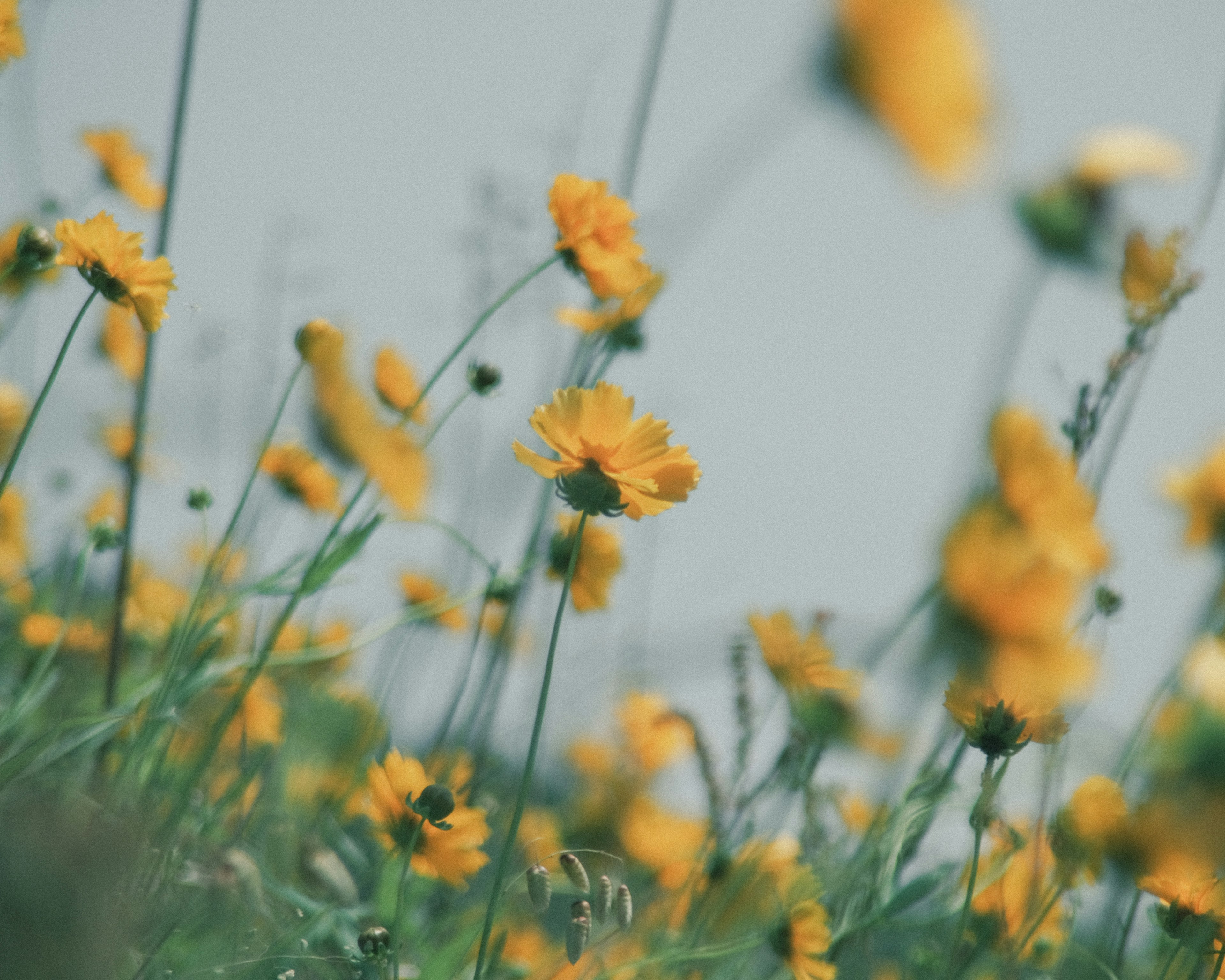 Feld mit gelben Blumen, die im Wind wiegen