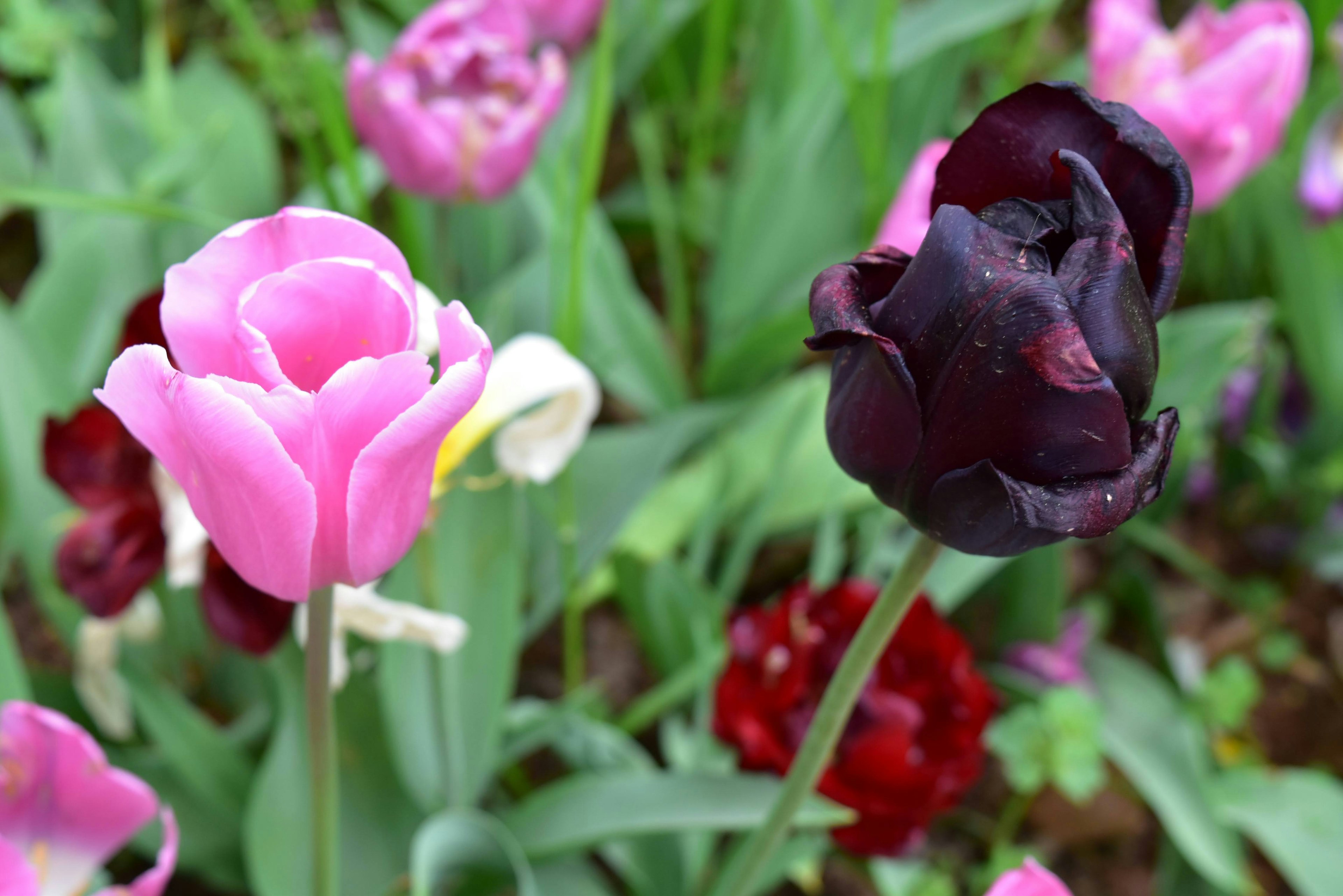 Photographie de tulipes roses et noires en fleur dans un jardin