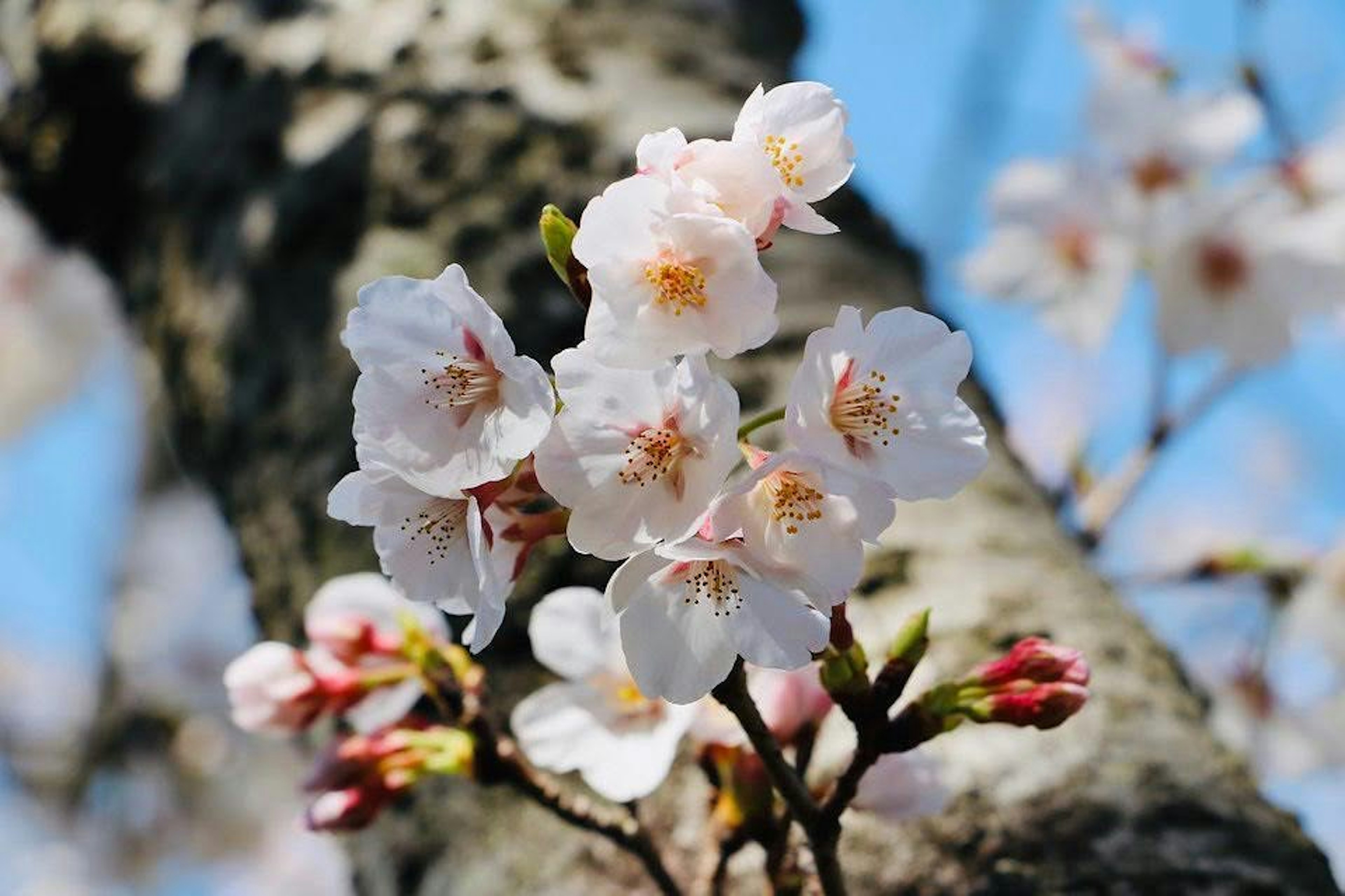 Primo piano di fiori di ciliegio su un ramo d'albero