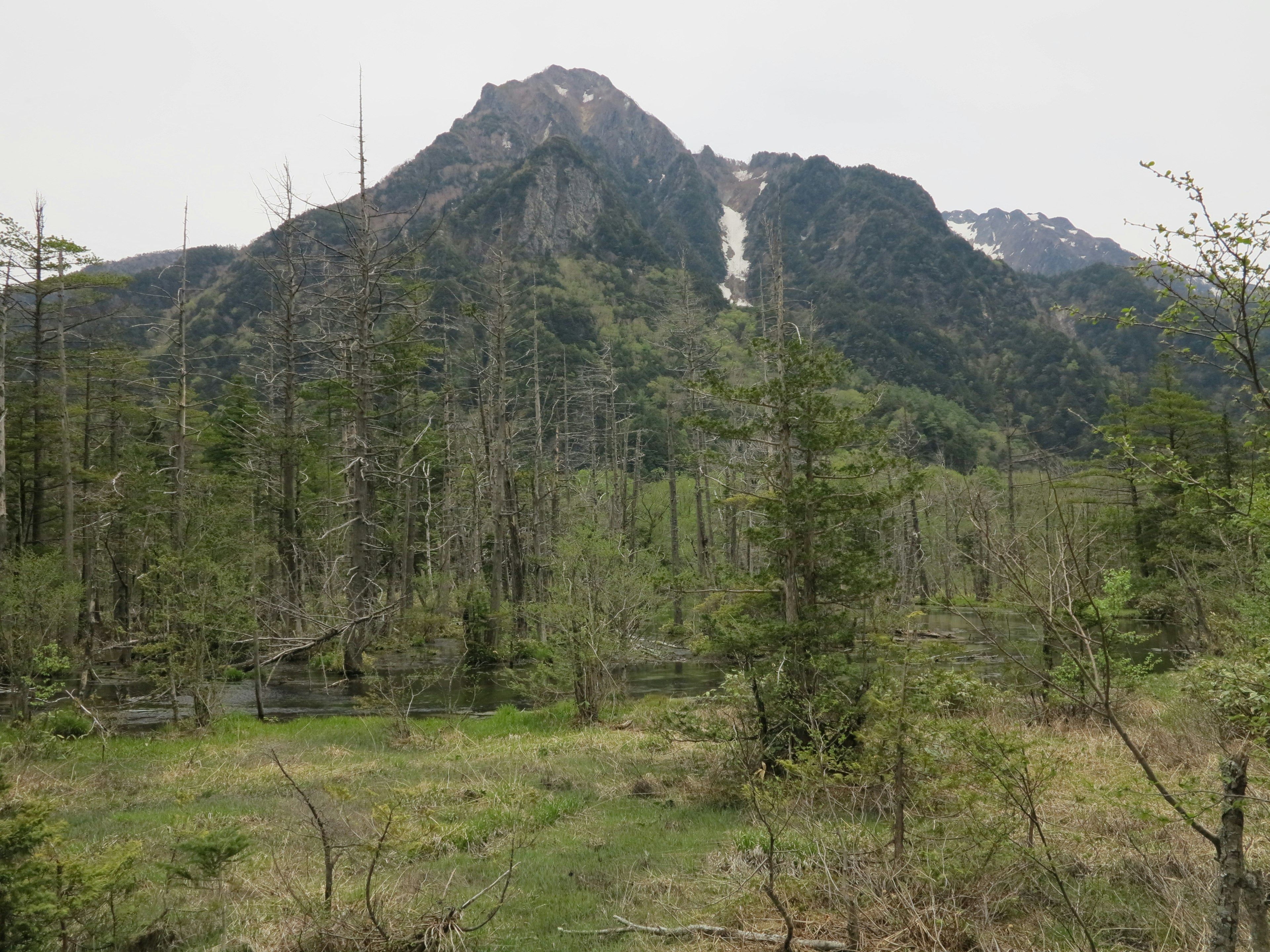 Paysage forestier avec des montagnes visibles