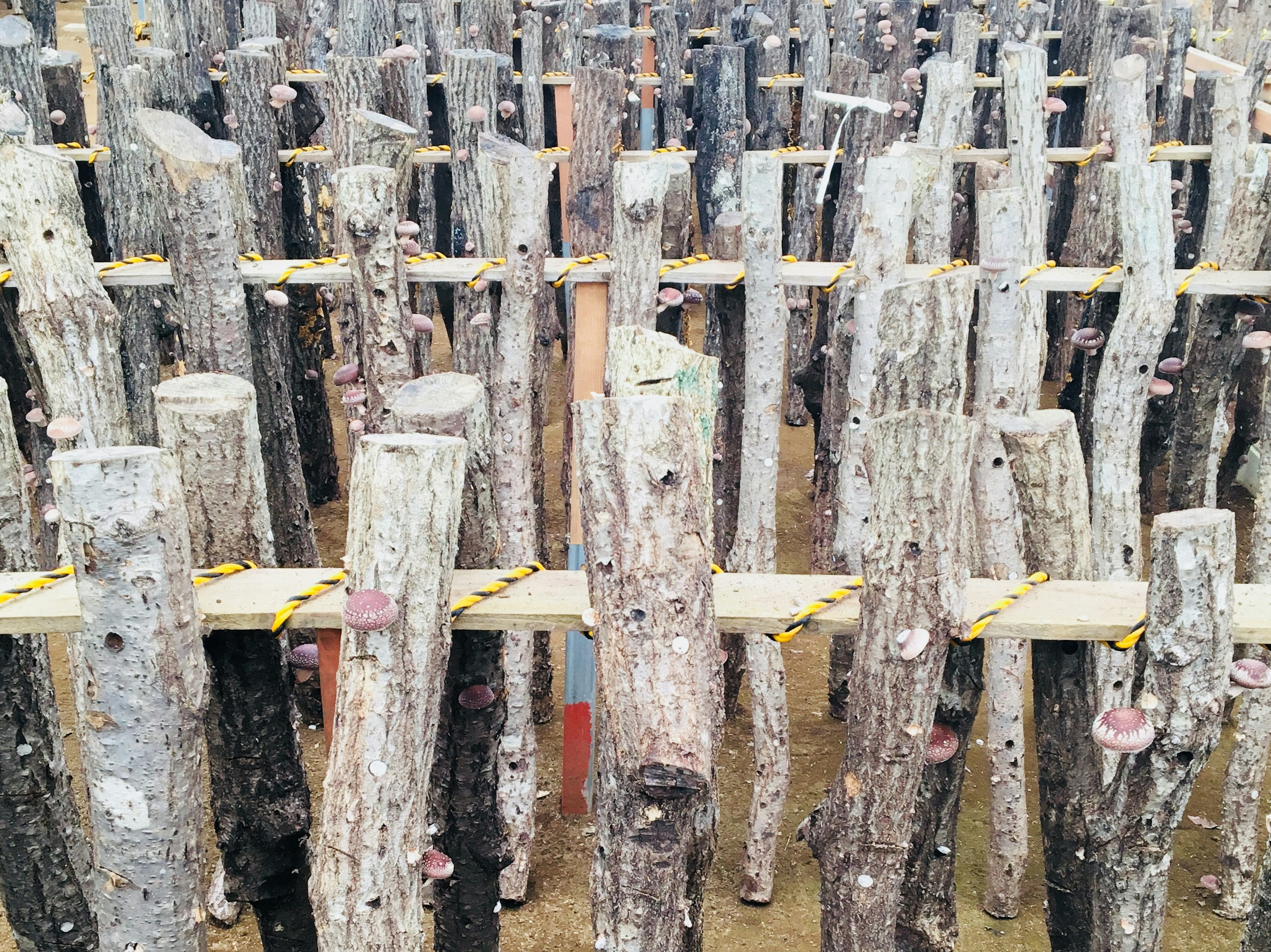 Un paisaje de troncos de madera dispuestos en filas que muestran su textura