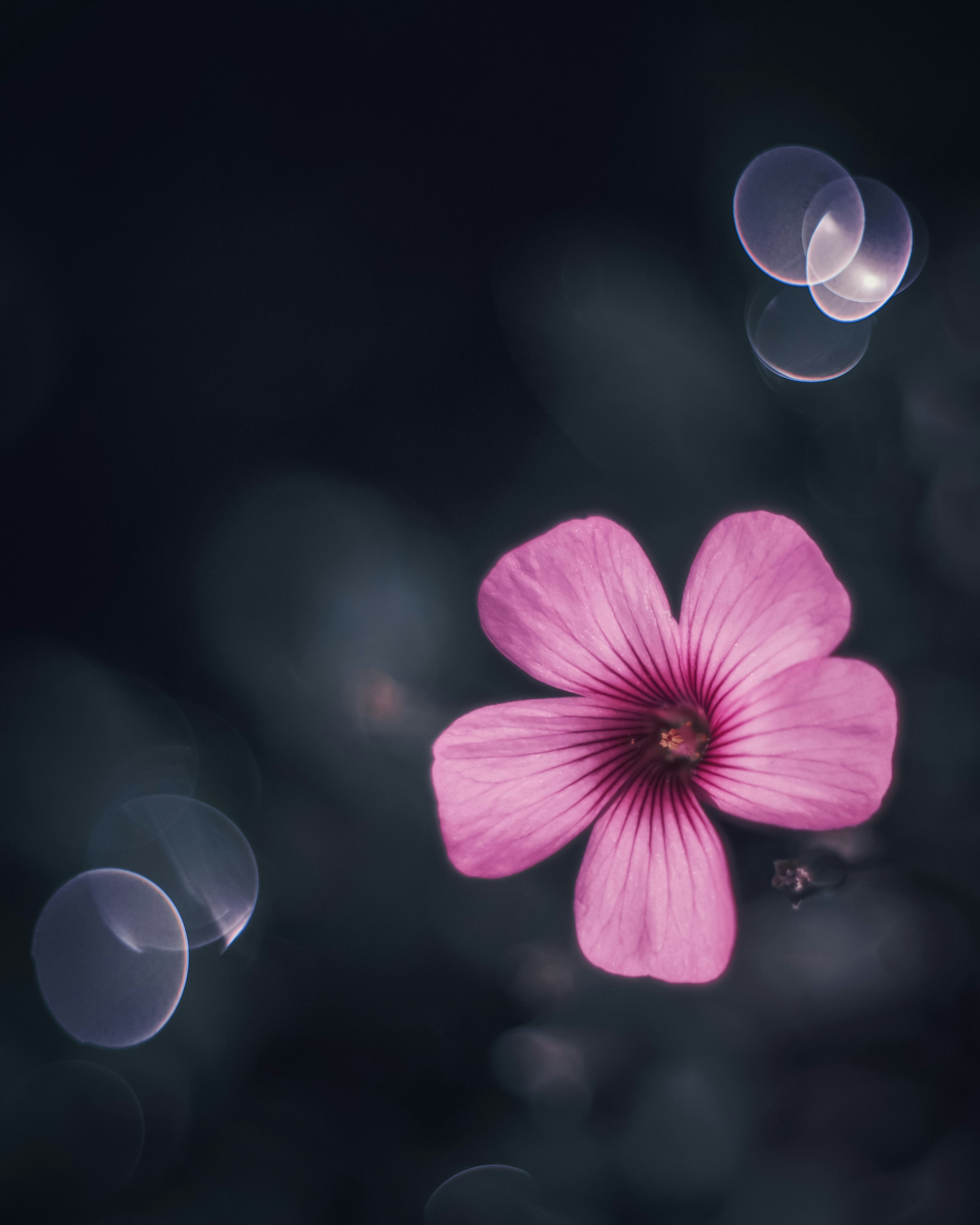 Vibrant pink flower against a dark background with soft light bokeh