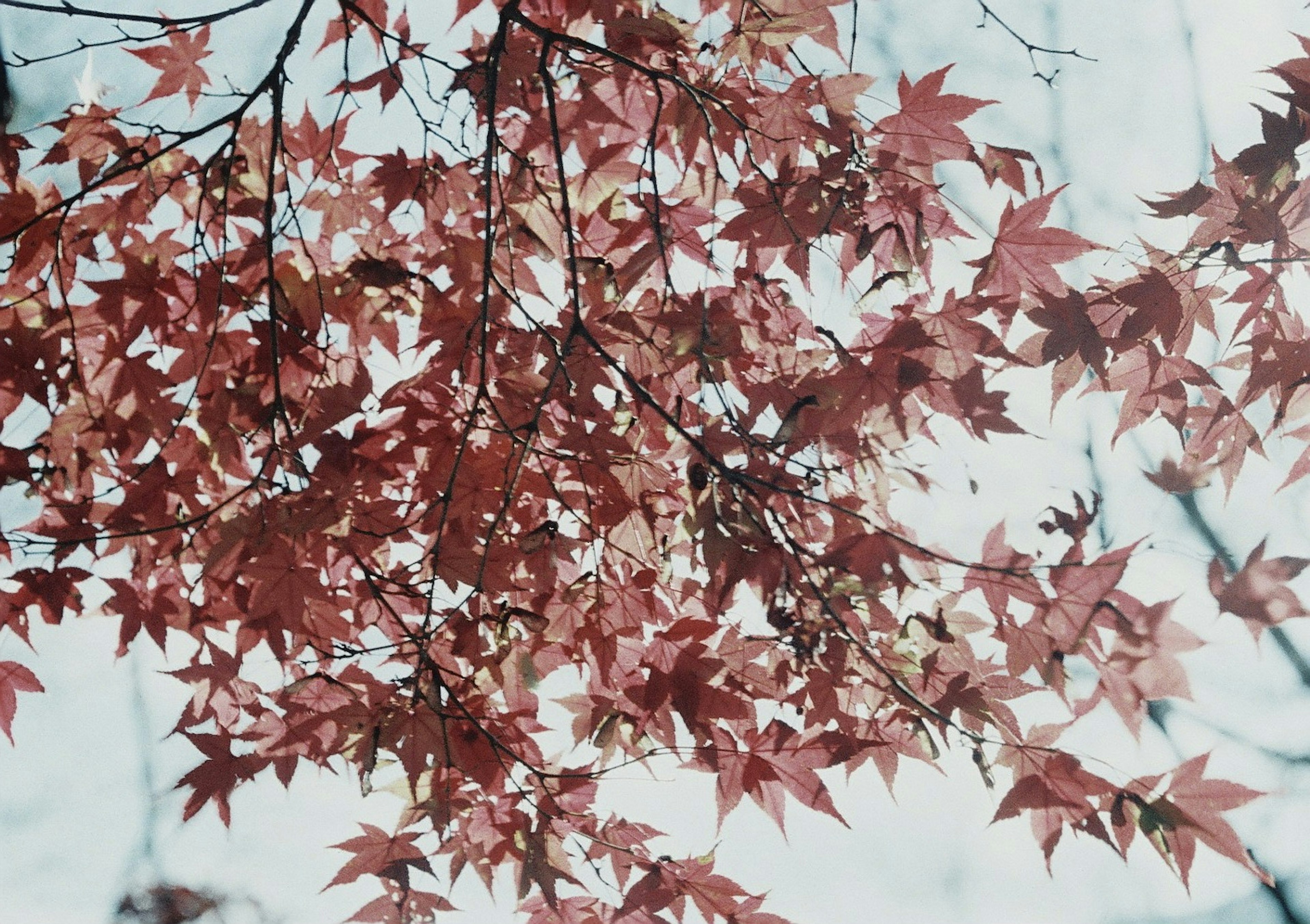 赤いカエデの葉が背景に映える美しい写真