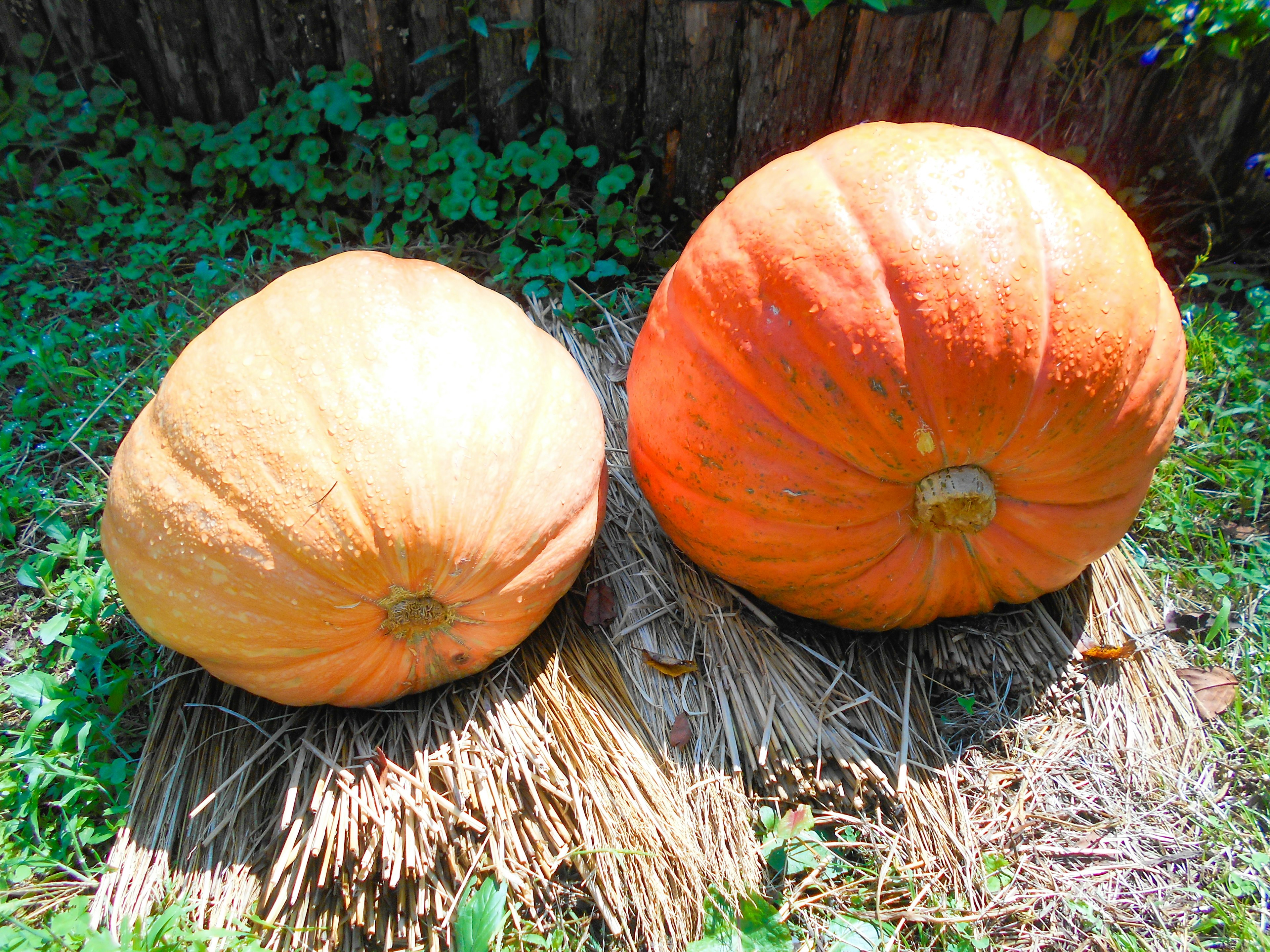 Two large orange pumpkins resting on straw in a grassy area