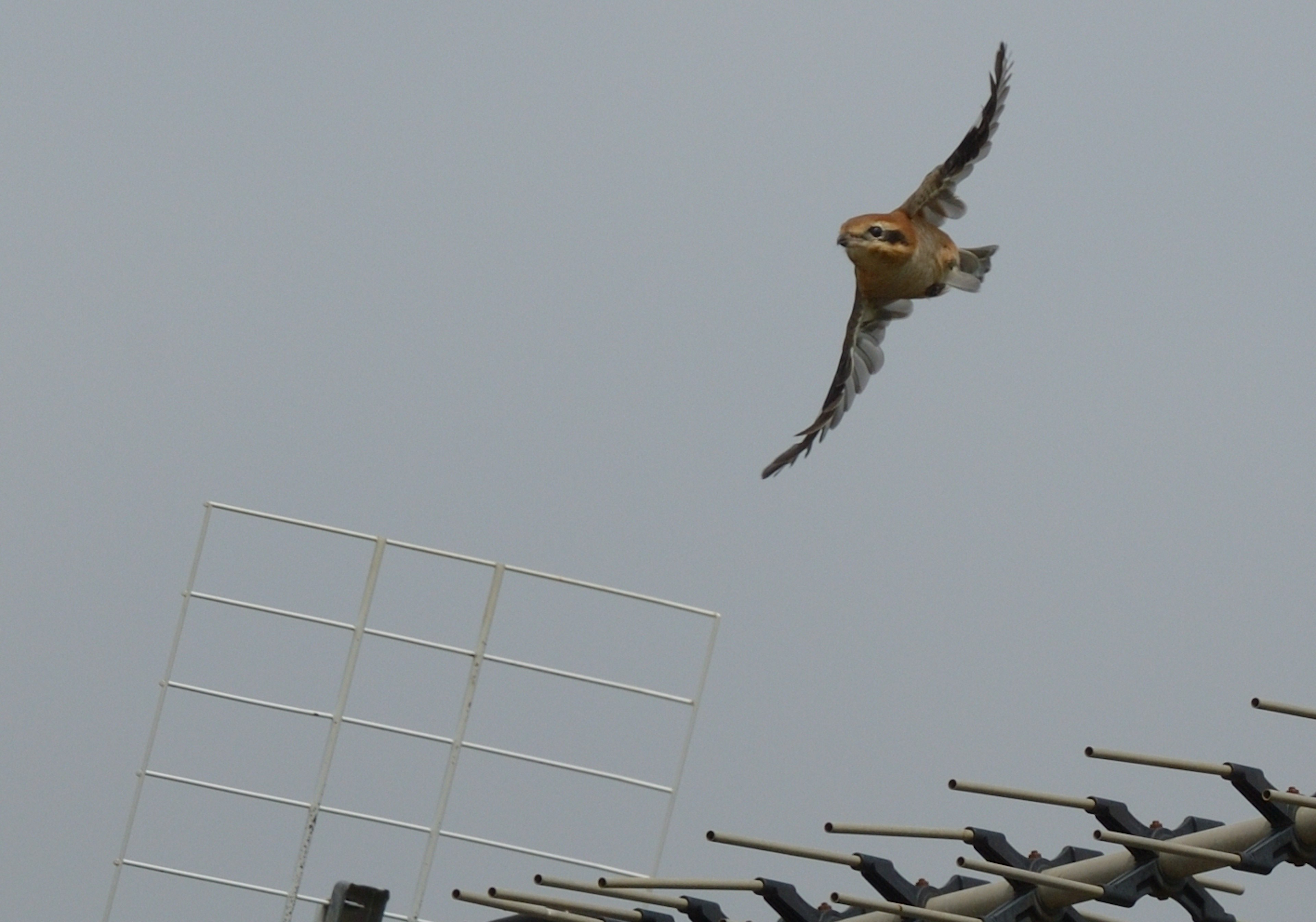 Un falco che vola nel cielo con una torre radio sullo sfondo