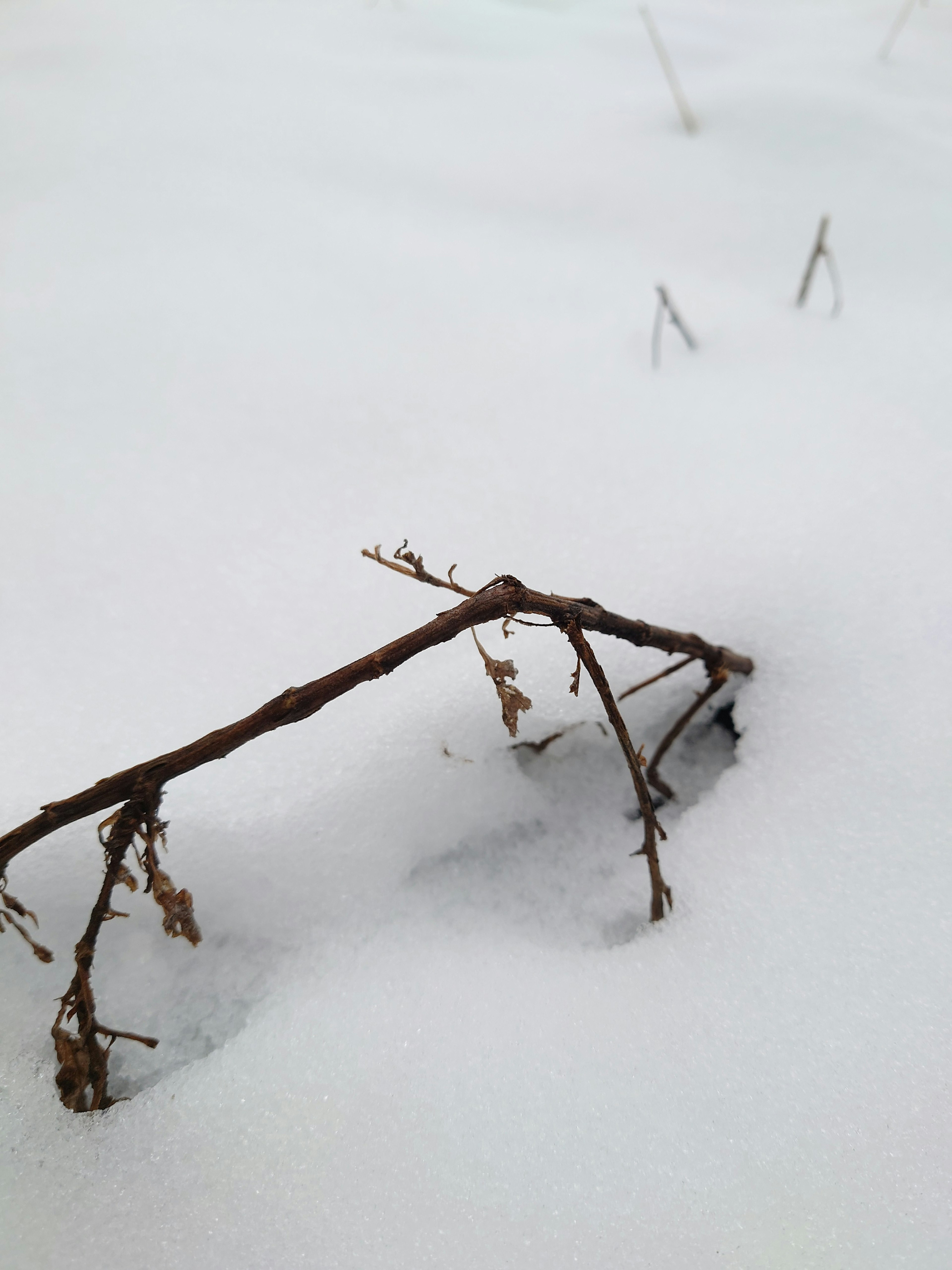 雪中的小树枝特写