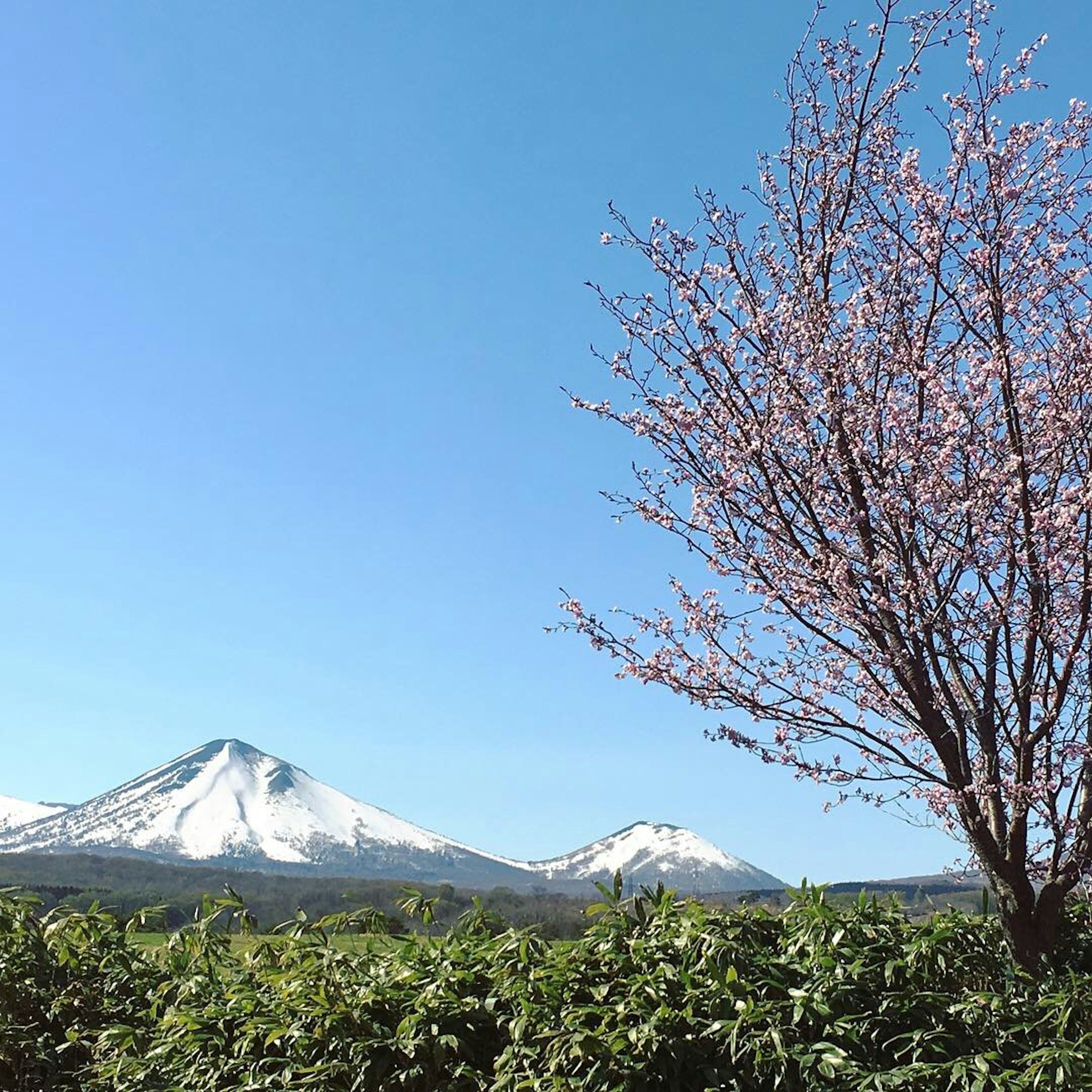 雪をかぶった山と桜の木がある美しい風景