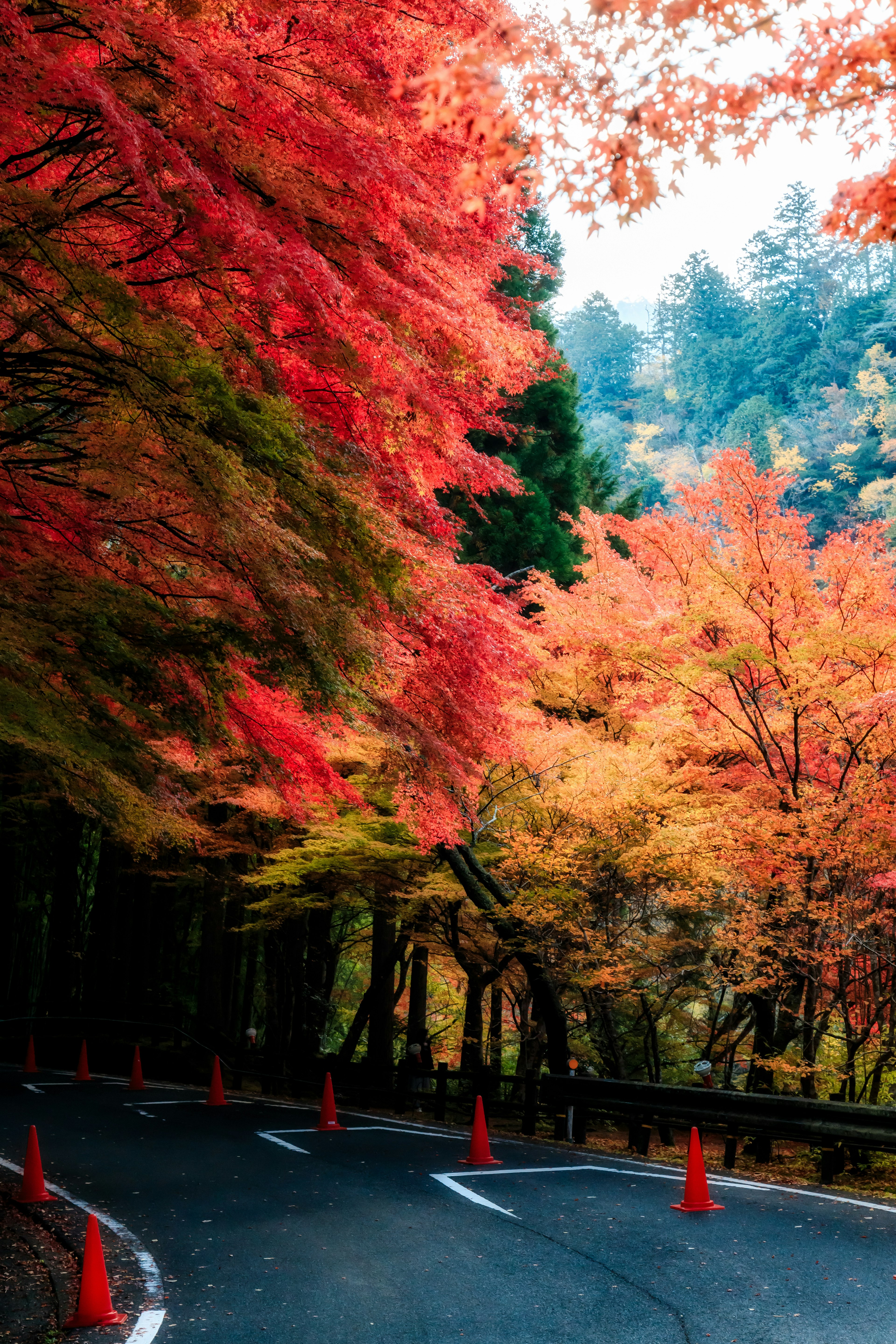 Camino curvado bordeado de hojas de otoño vibrantes y conos de tráfico