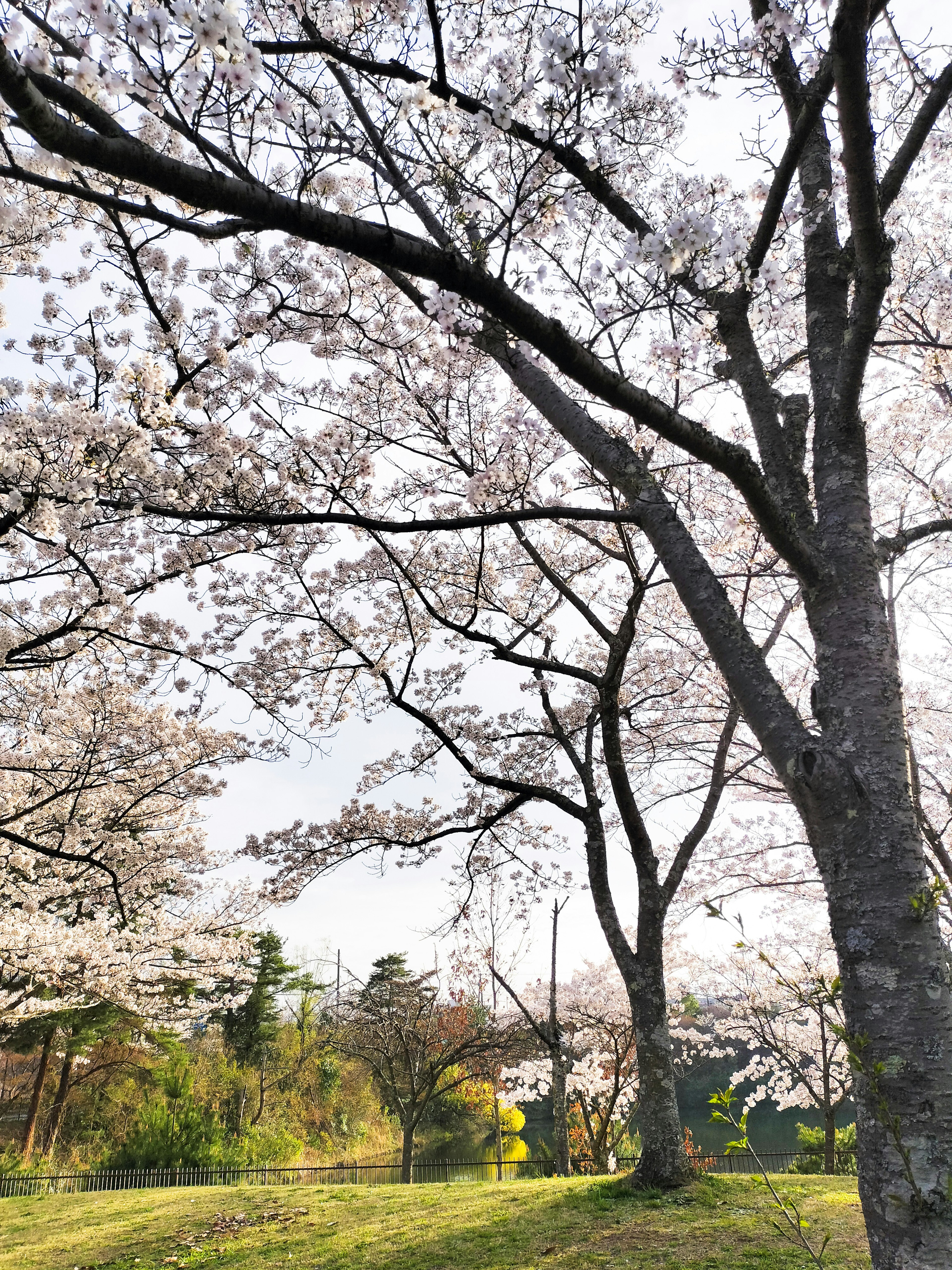 Kirschblütenbäume in einem Park mit klarem Himmel