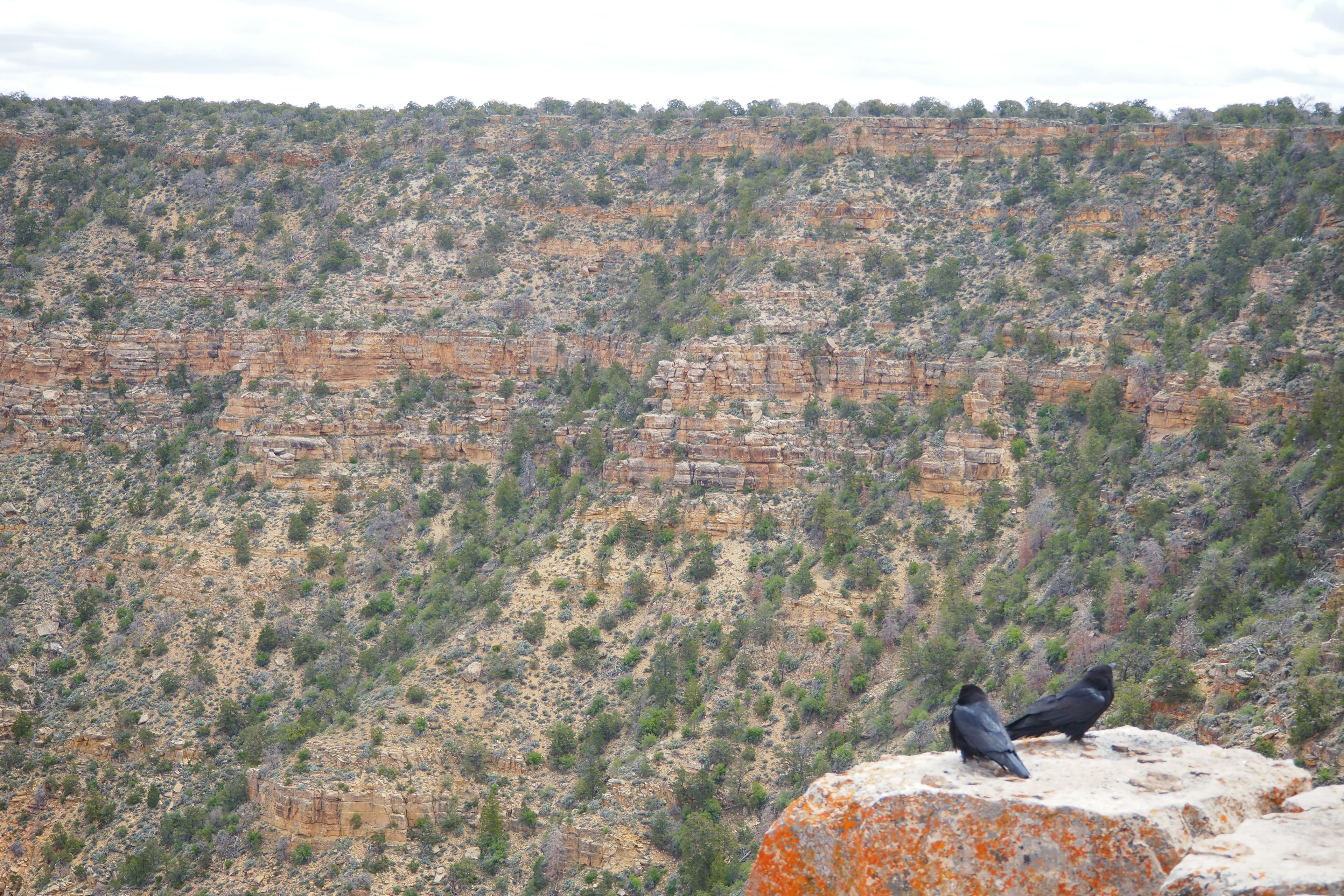 Two ravens perched on a cliff with a canyon view in the background