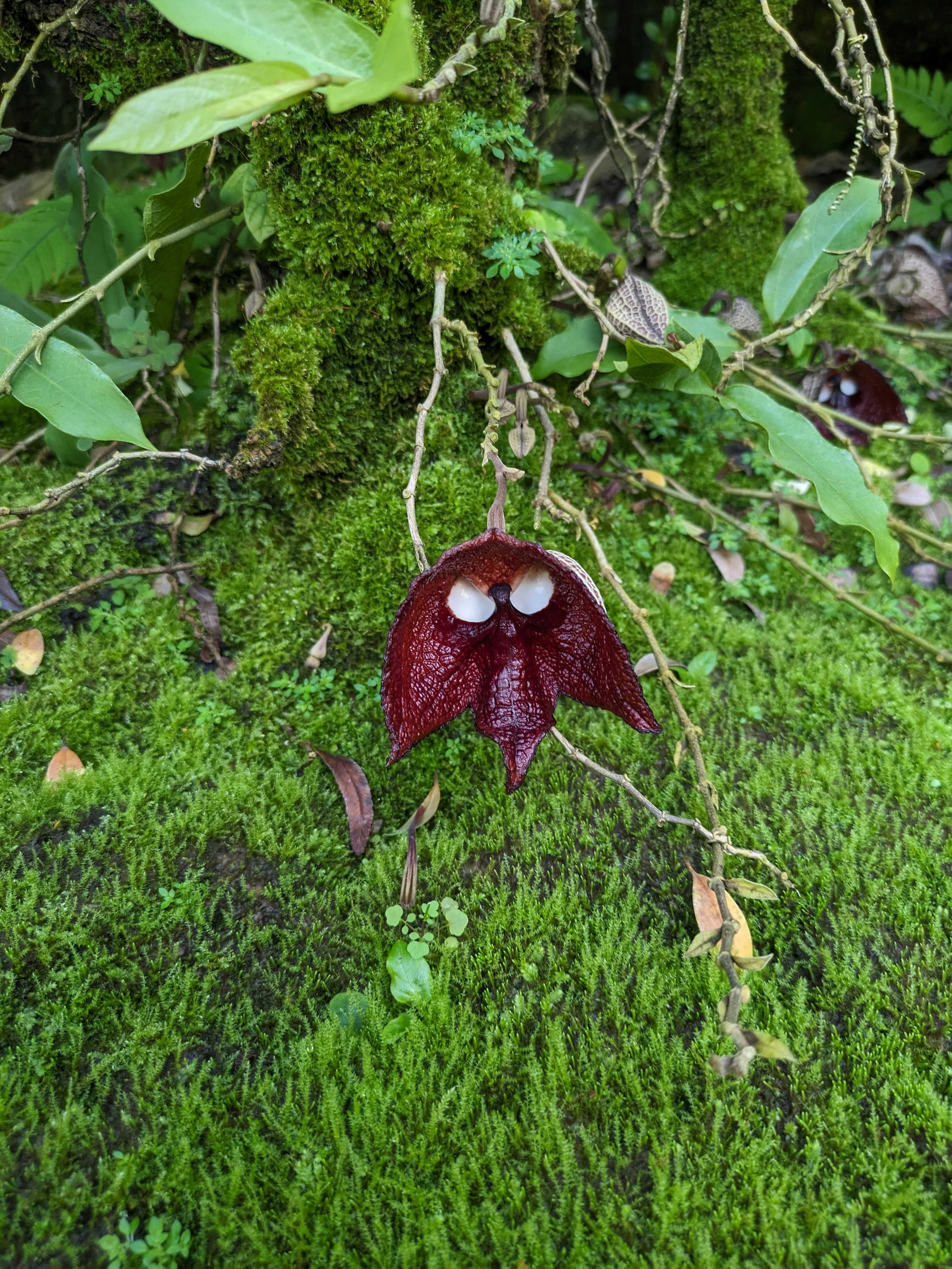 Bunga merah unik yang menyerupai wajah tumbuh di atas lumut hijau