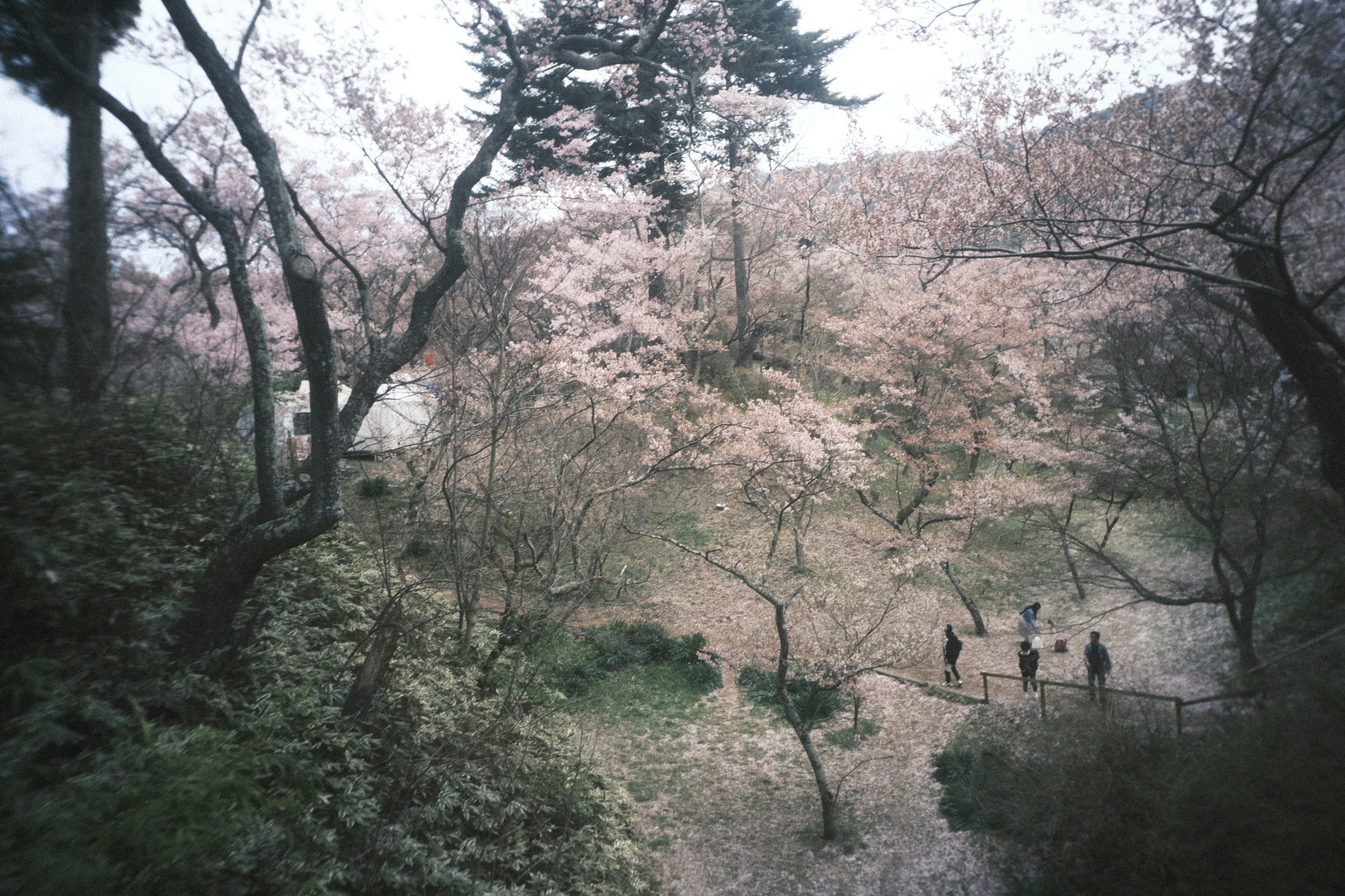 桜の木が咲いている公園の風景と人々