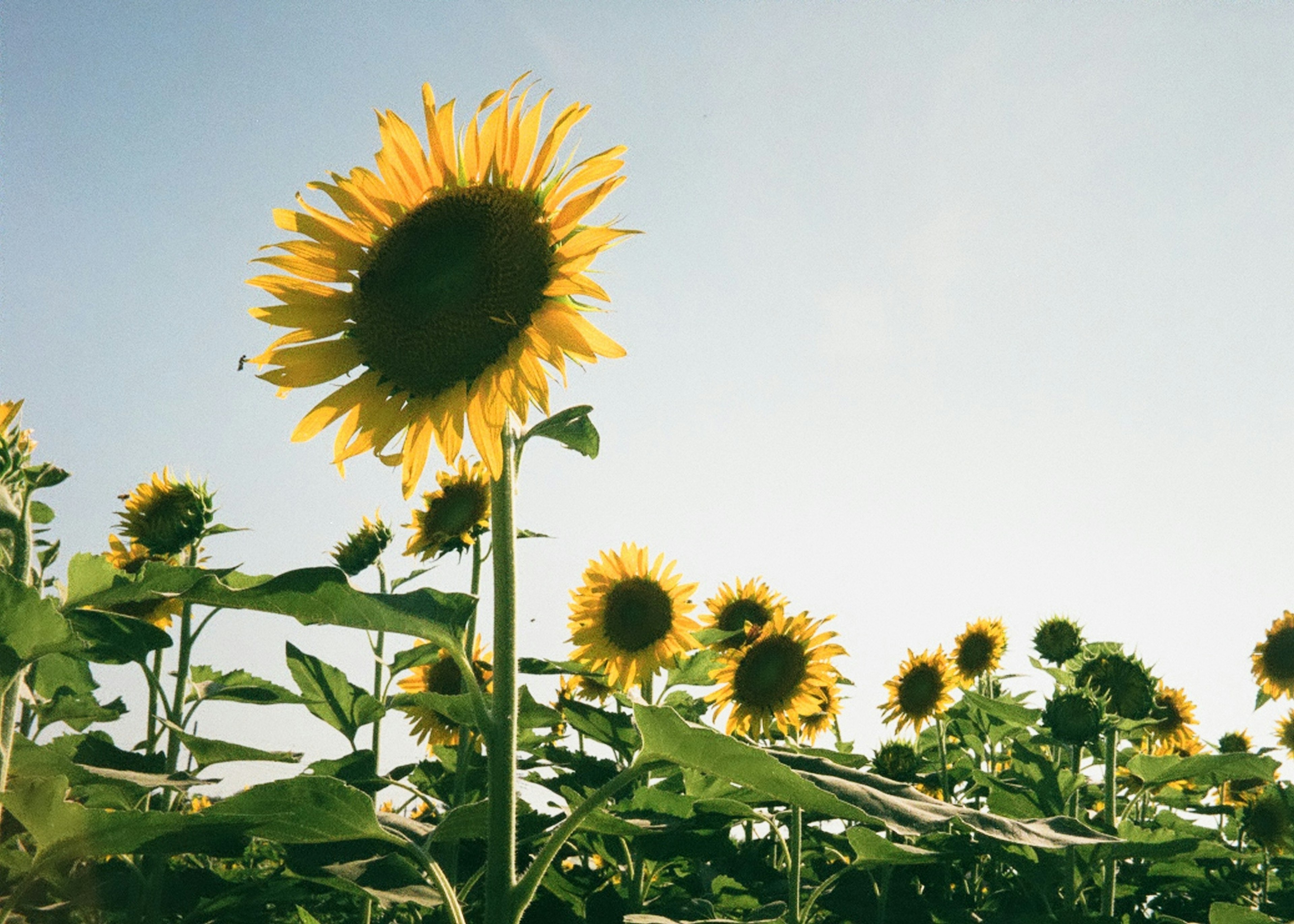 Sonnenblumenfeld unter einem blauen Himmel