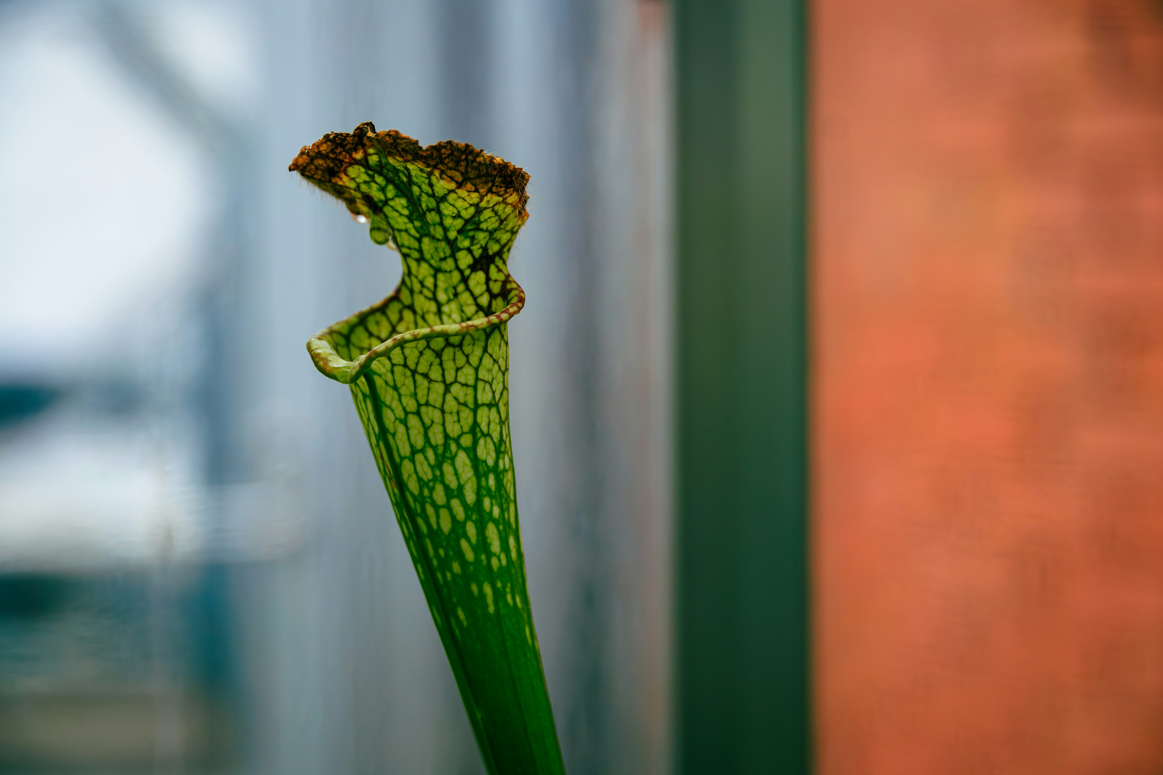 Close-up image of a green Sarracenia pitcher plant leaf