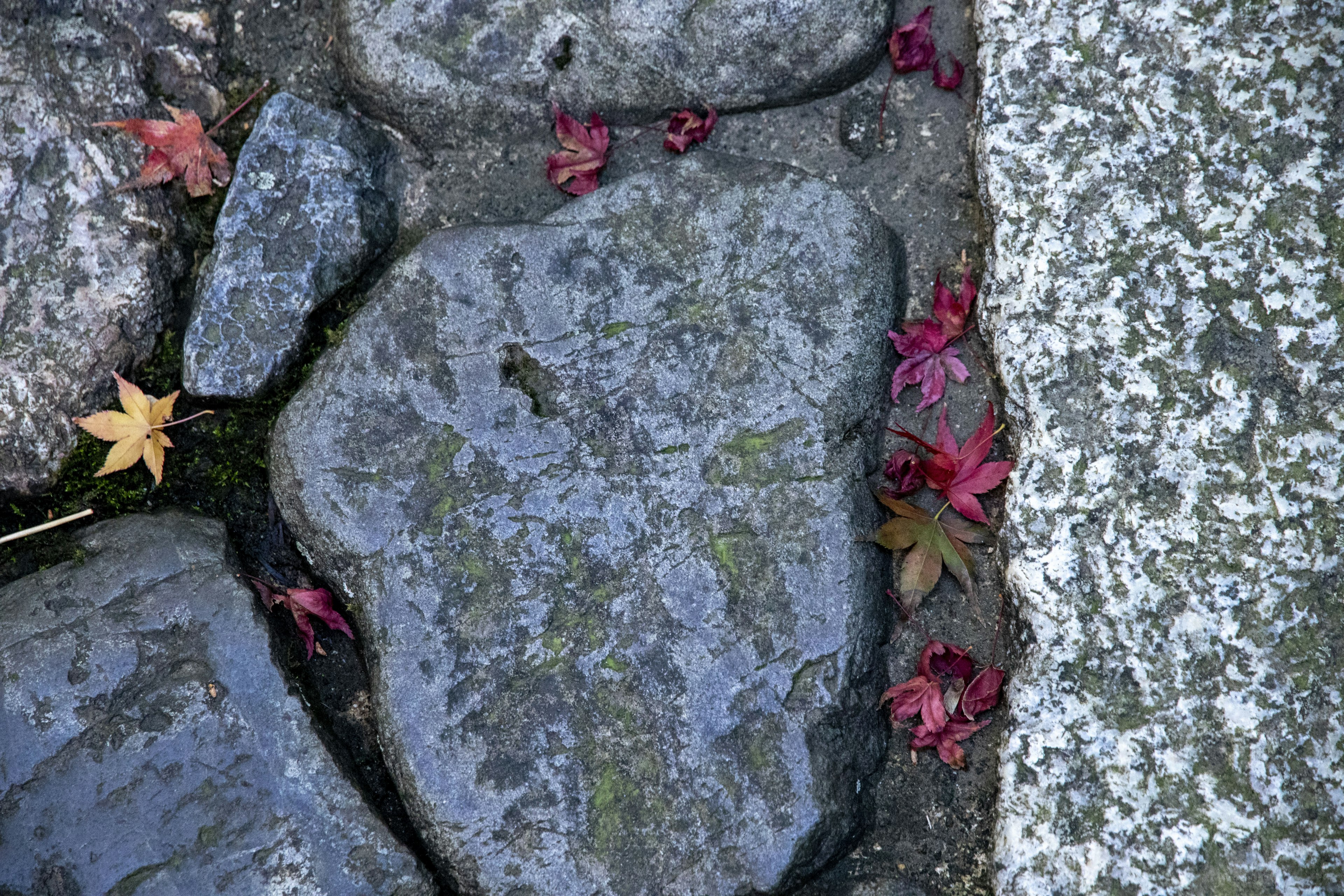 Stone pathway with scattered autumn leaves and moss-covered stones