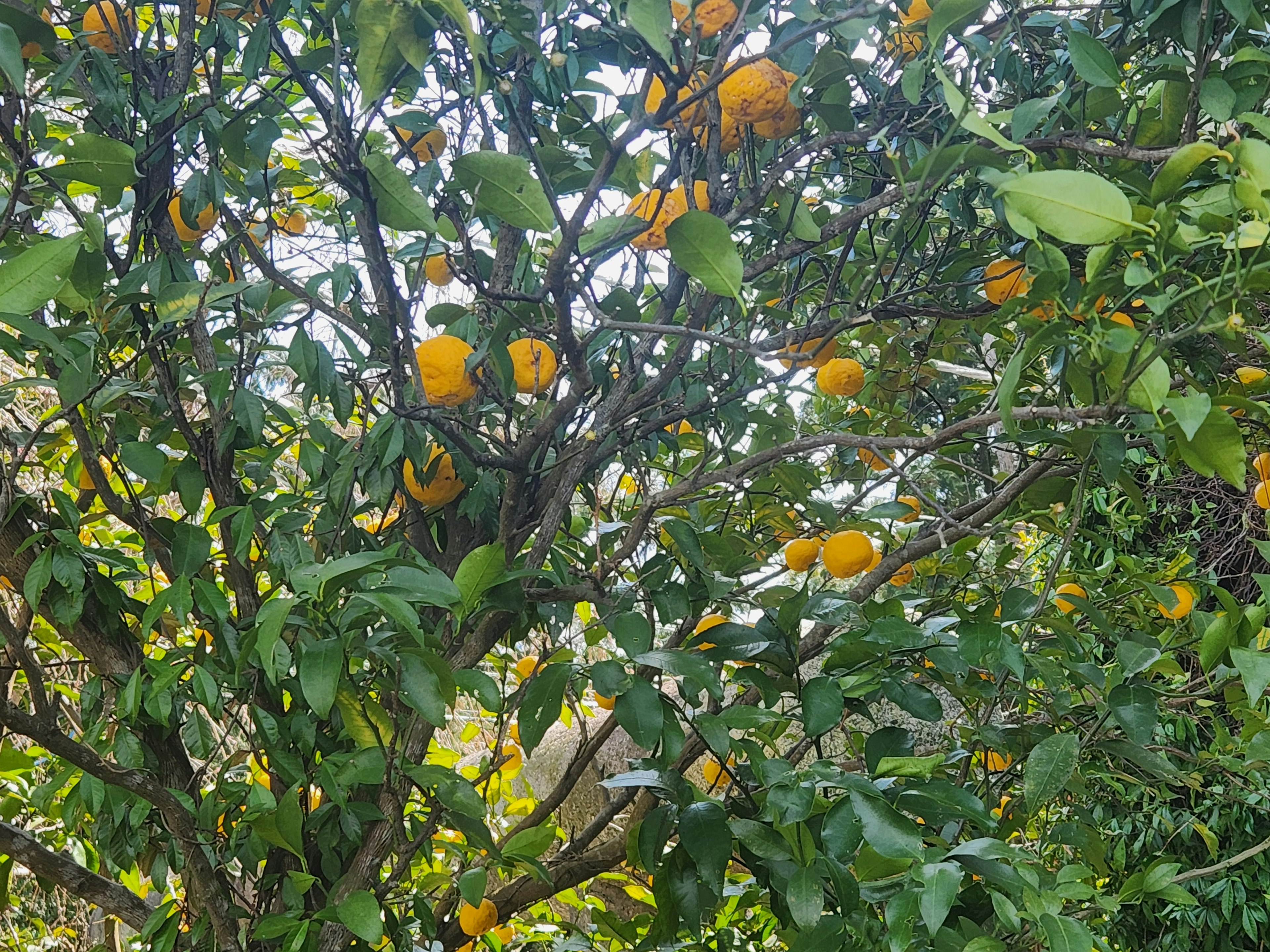 Foto pohon yang dipenuhi buah jeruk cerah dikelilingi daun hijau