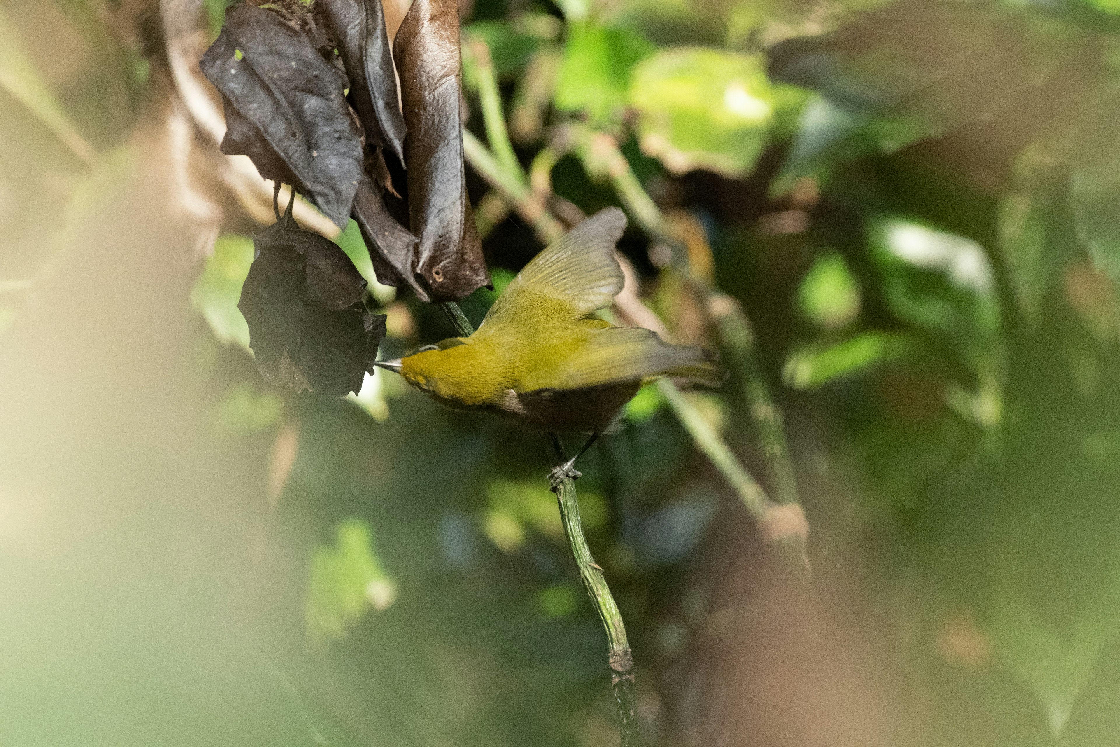 A yellow bird perched on a branch among green leaves