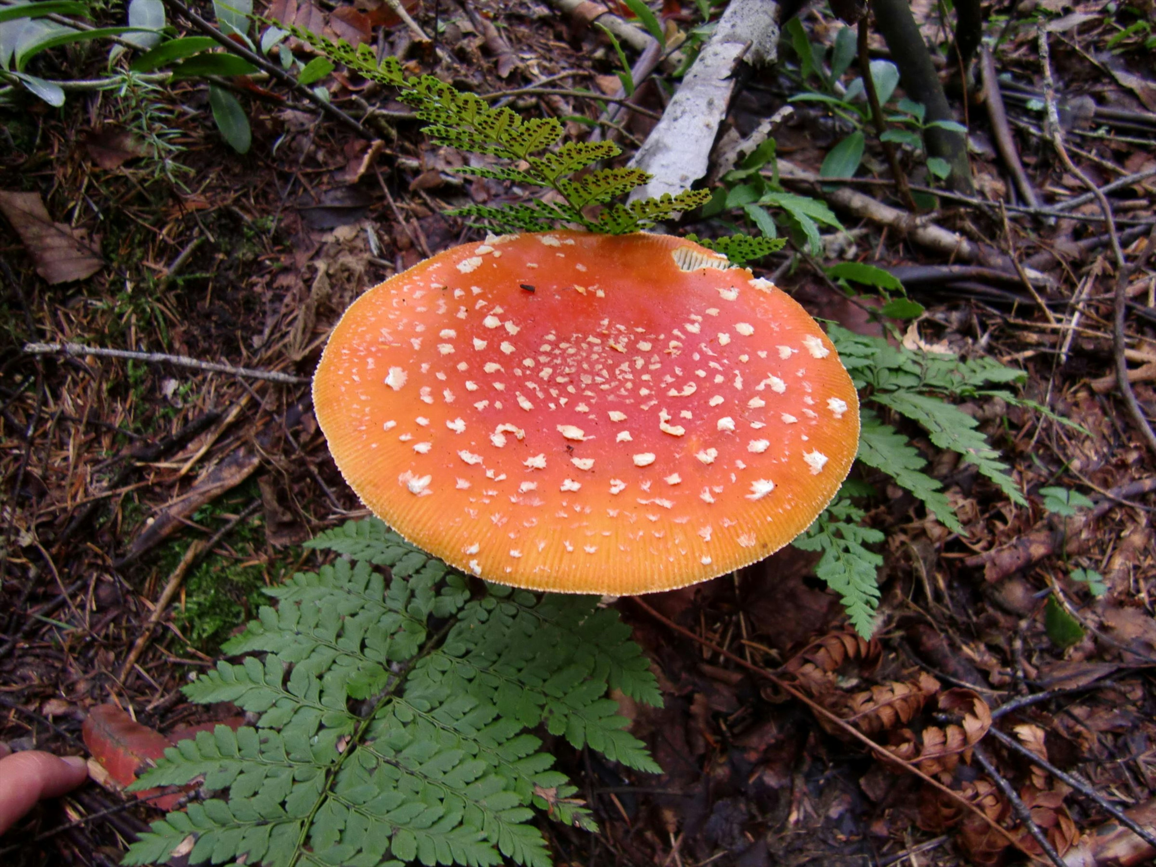 Großer Pilz mit roten und weißen Flecken, der am Boden wächst