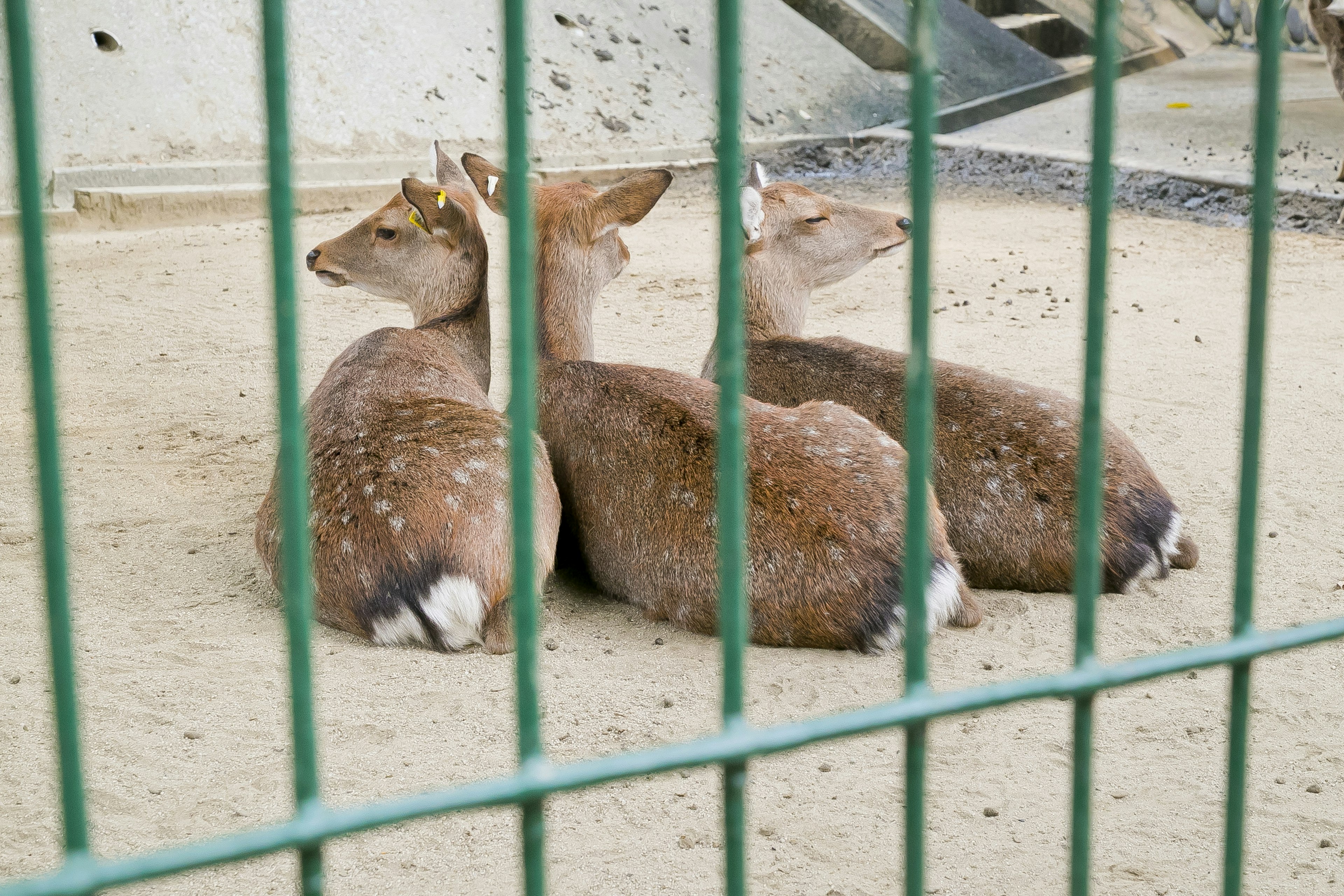 Trois cerfs se reposant dans un enclos avec une clôture verte