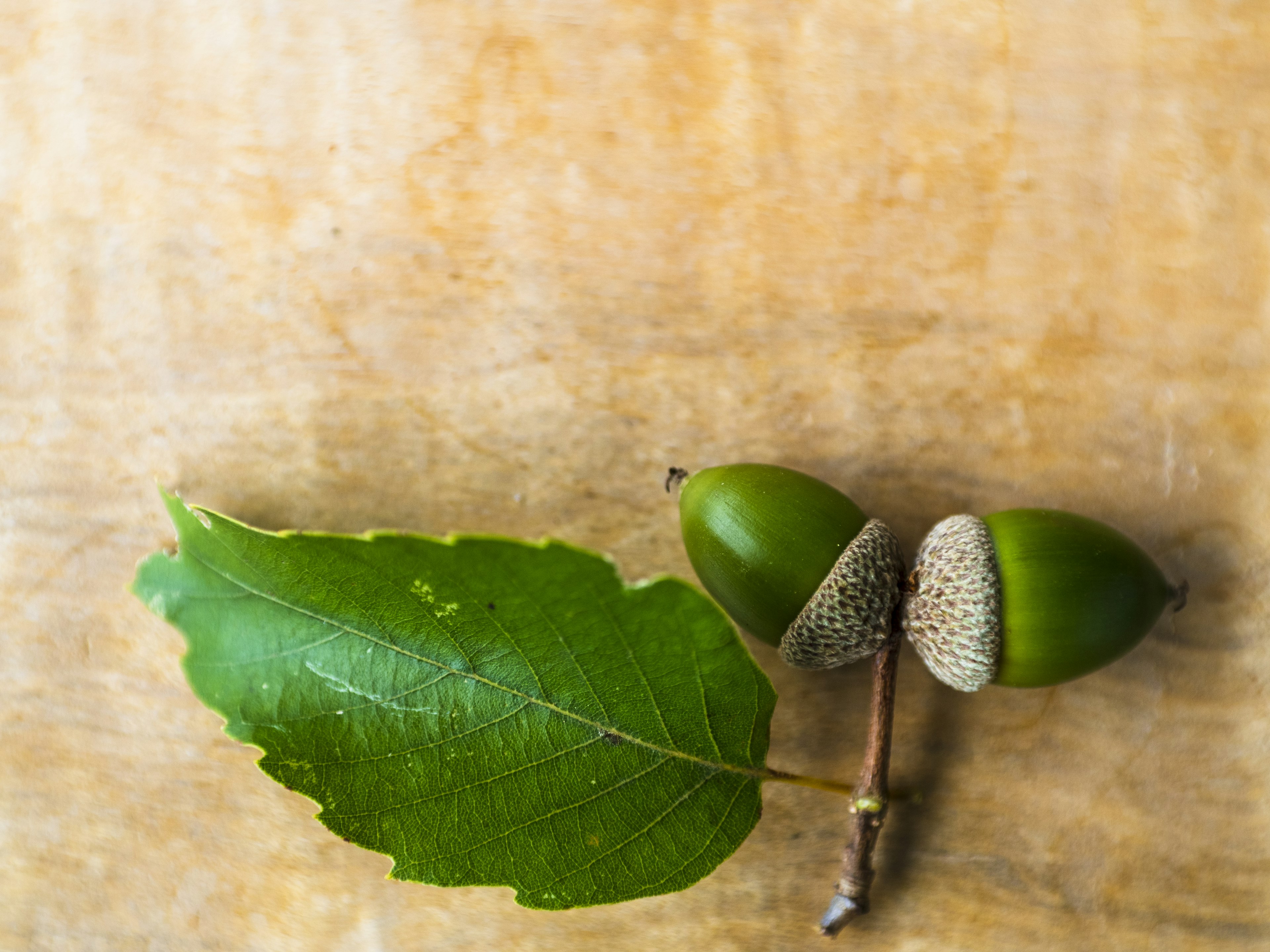 Green acorns and a leaf resting on a wooden surface