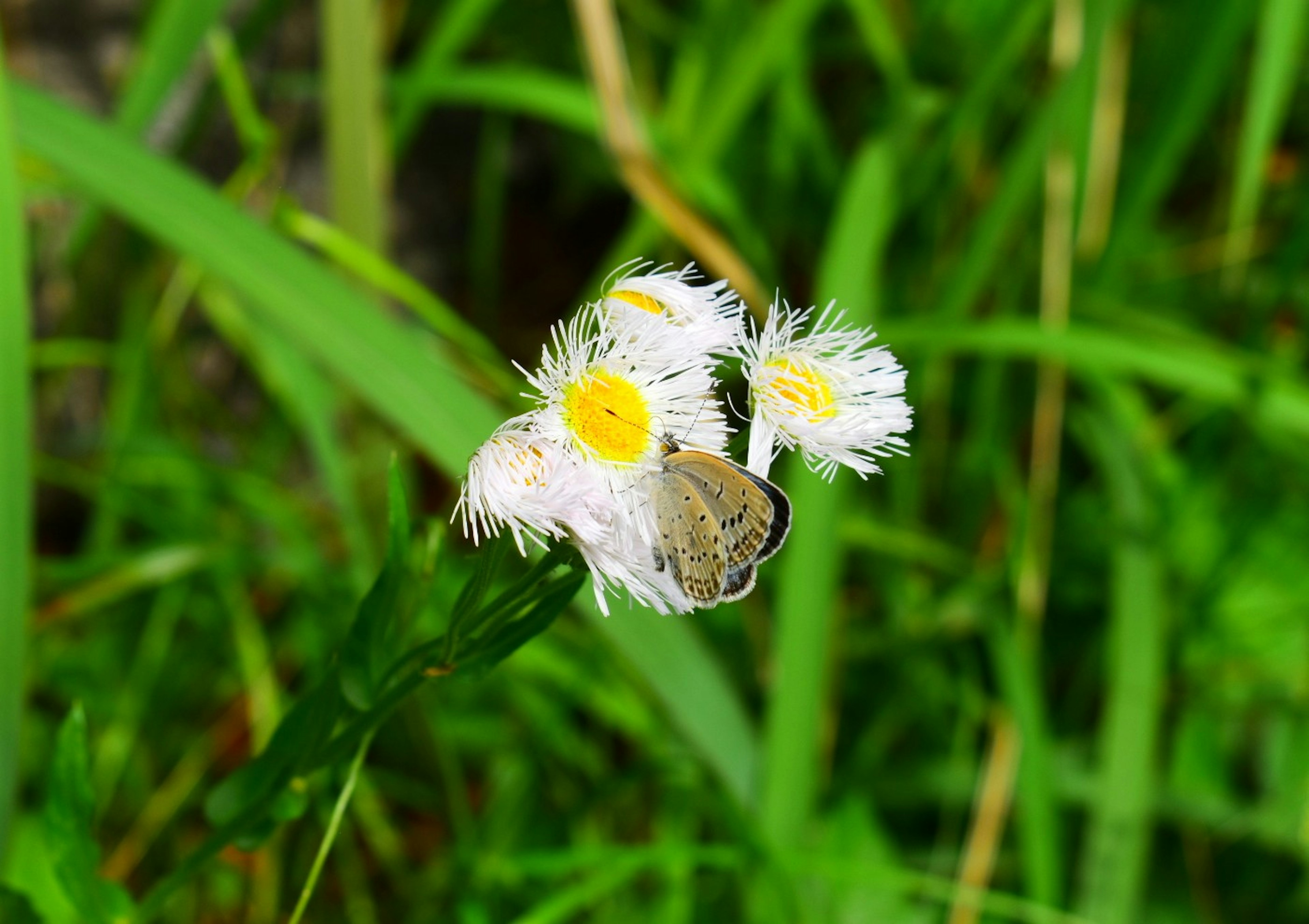 Gros plan d'un papillon se posant sur des fleurs blanches dans l'herbe verte