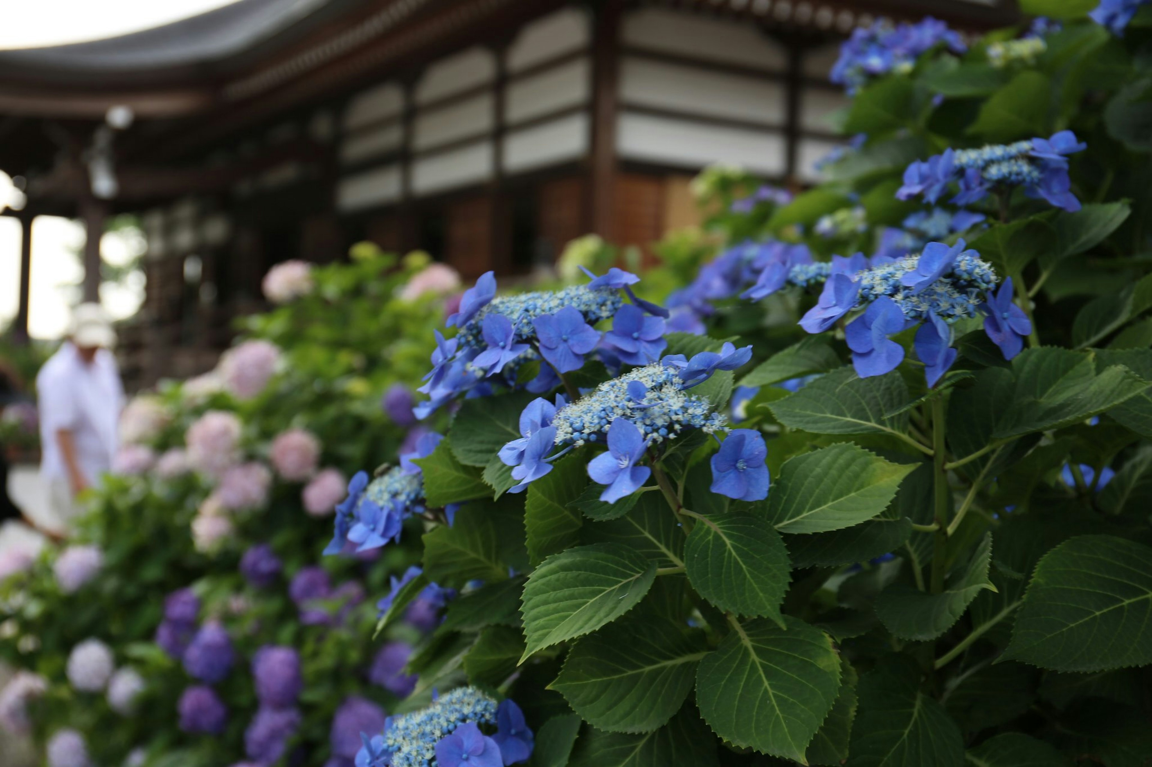 Bunga hortensia biru di depan bangunan tradisional Jepang