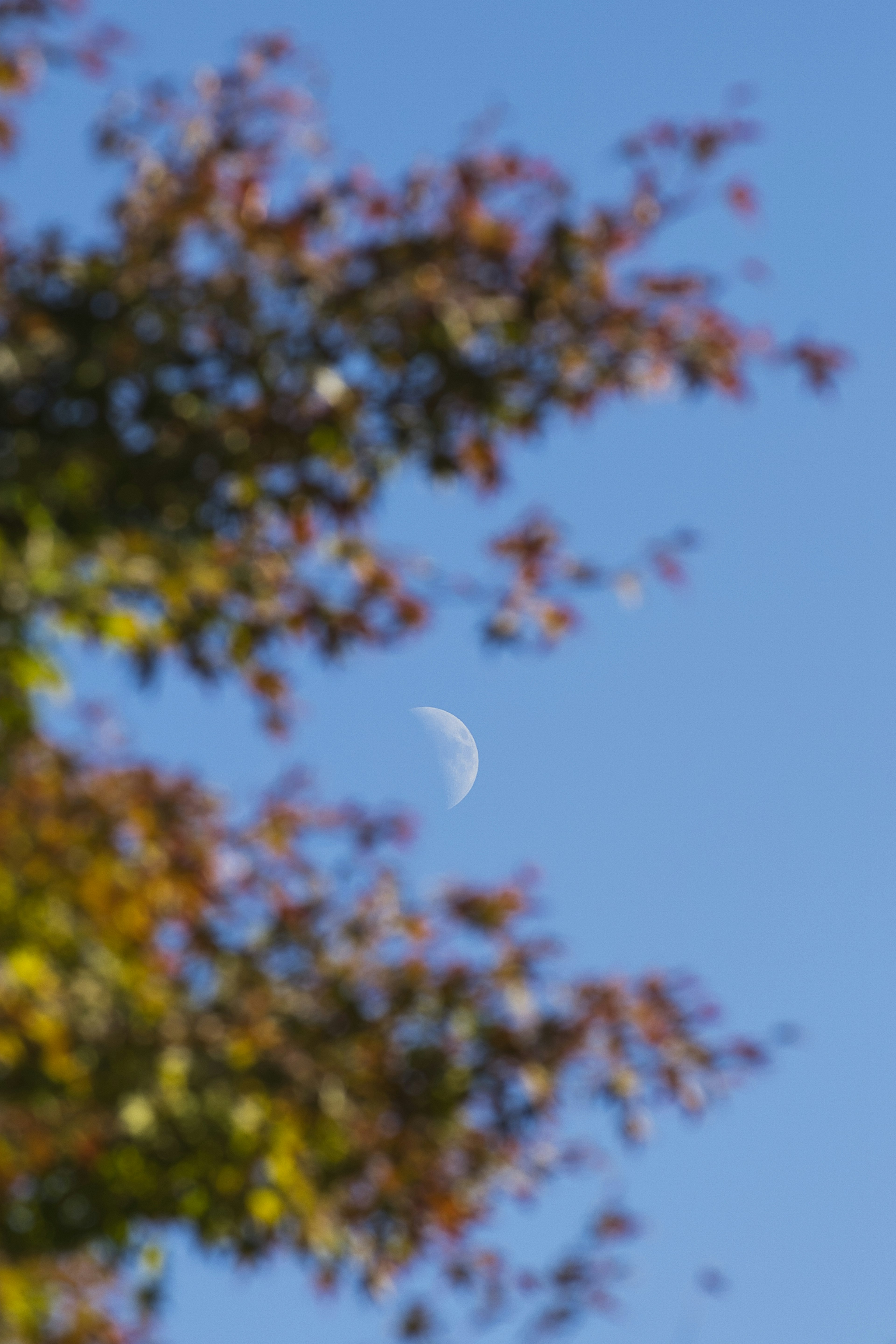 Moon visible in a blue sky framed by colorful leaves