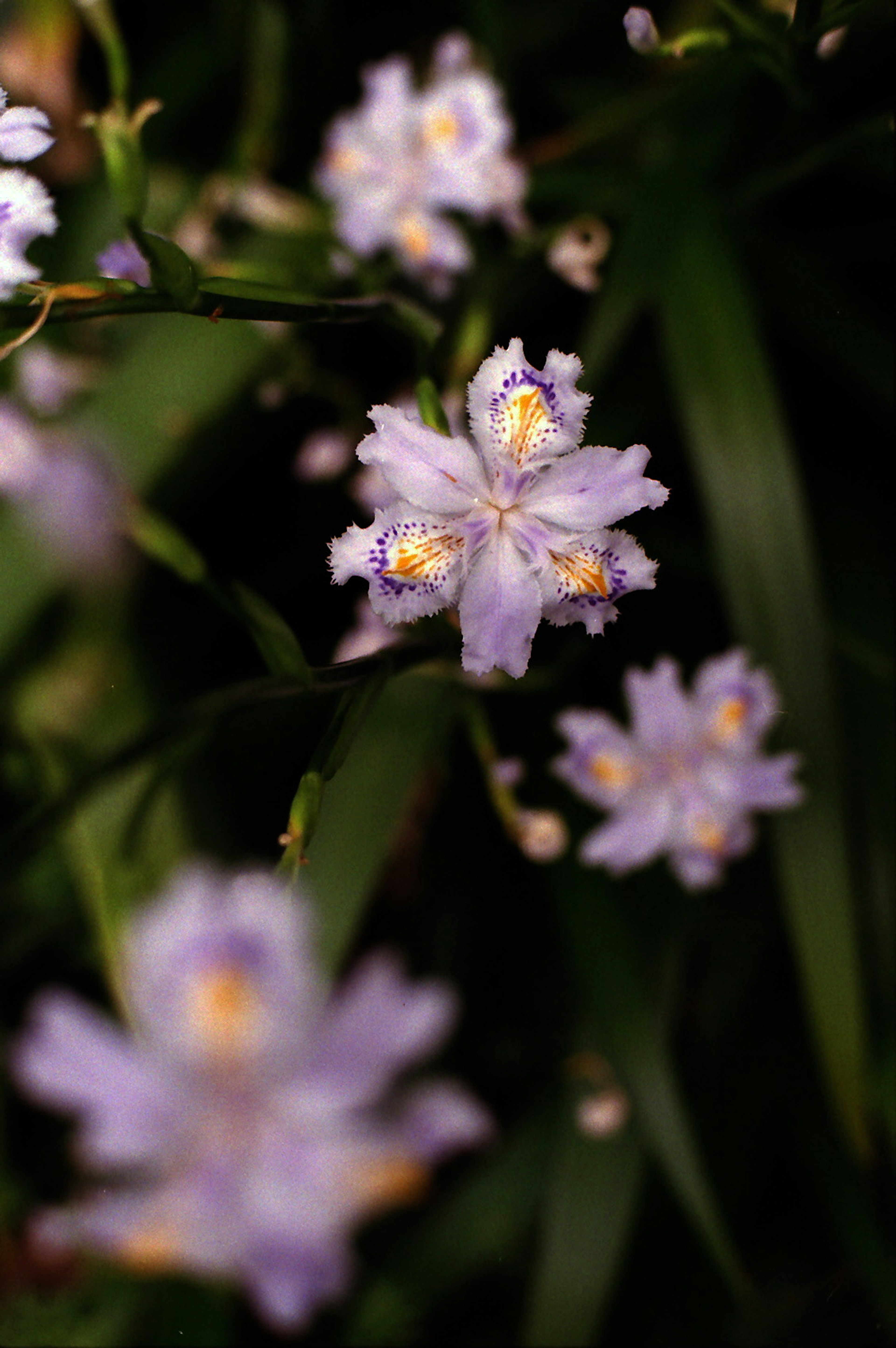 淡い紫色の花が緑の葉の間に咲いている様子