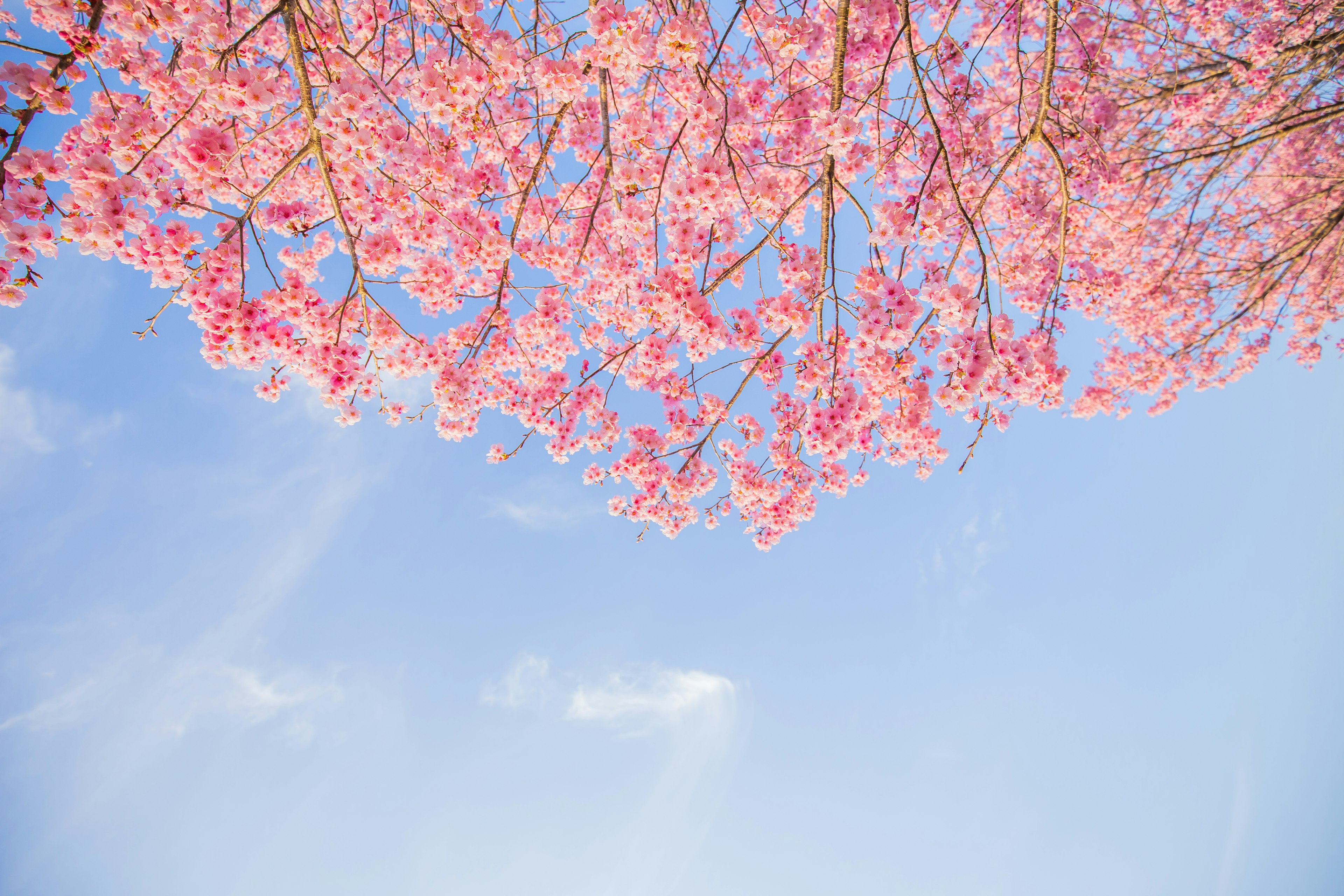 Kirschblütenblätter blühen lebhaft vor einem blauen Himmel