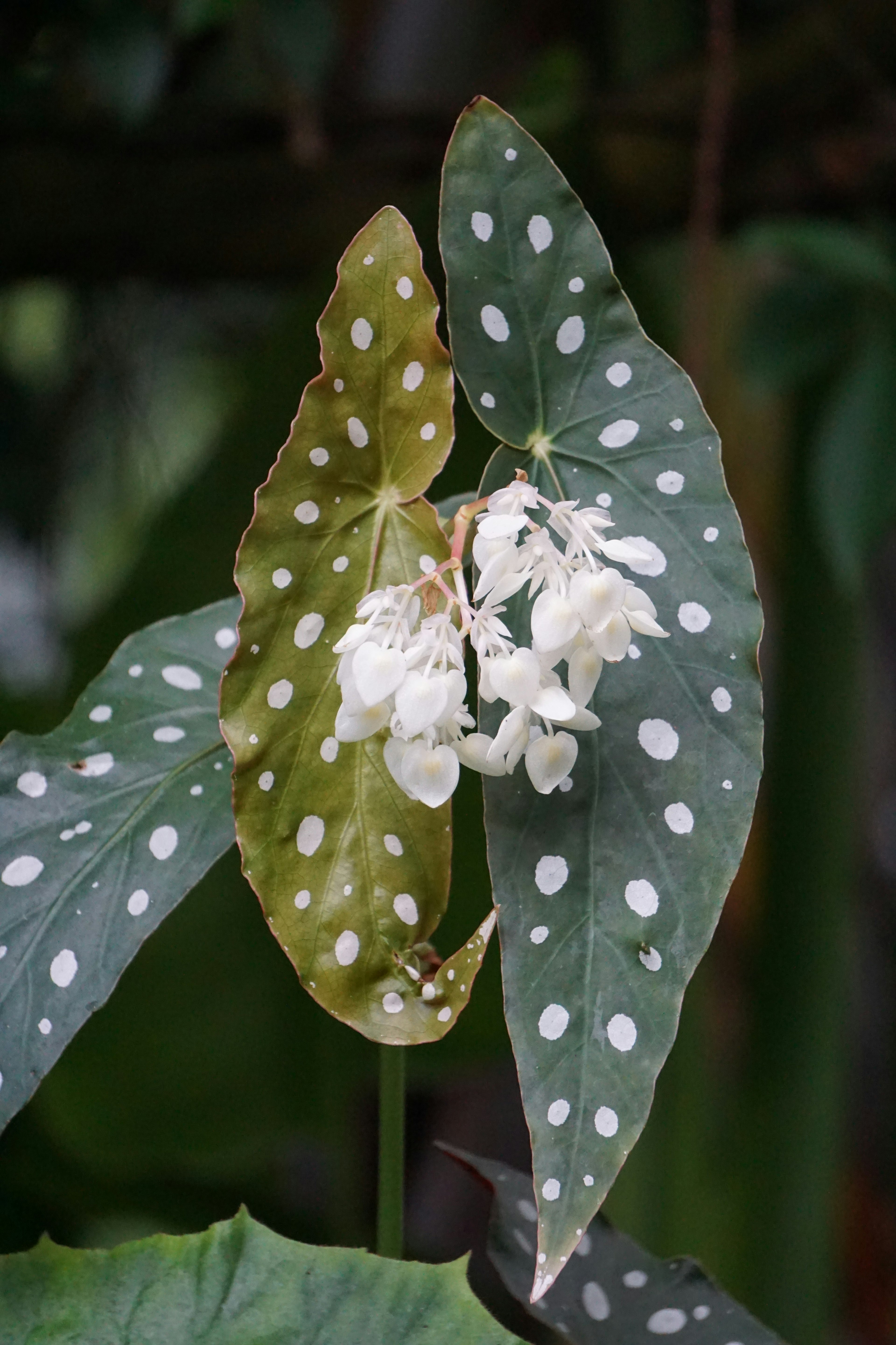 Plante avec des feuilles tachetées et des fleurs blanches